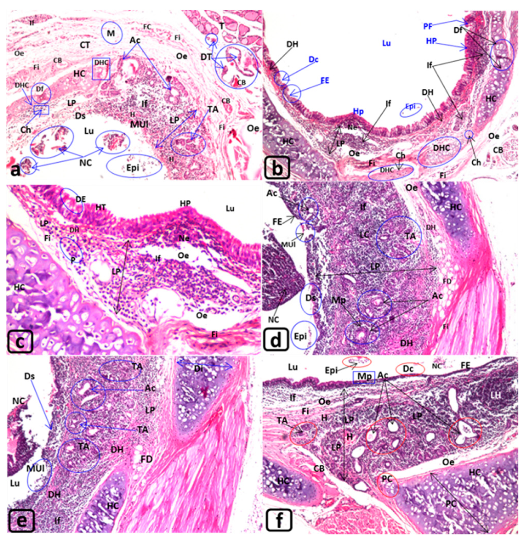 Biology 09 00002 g002 Biology 09 00002 g002