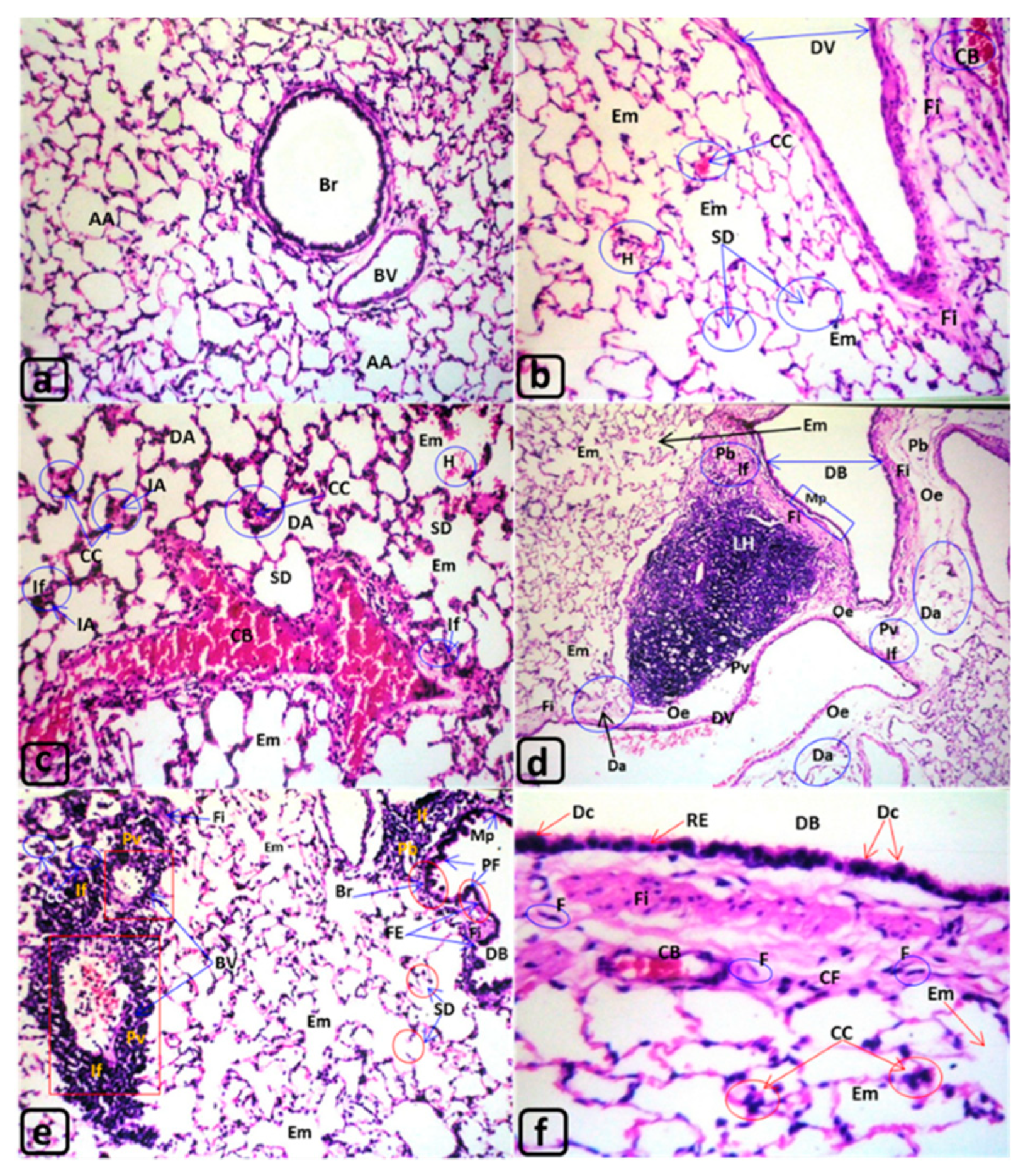 Biology 09 00002 g003 Biology 09 00002 g003