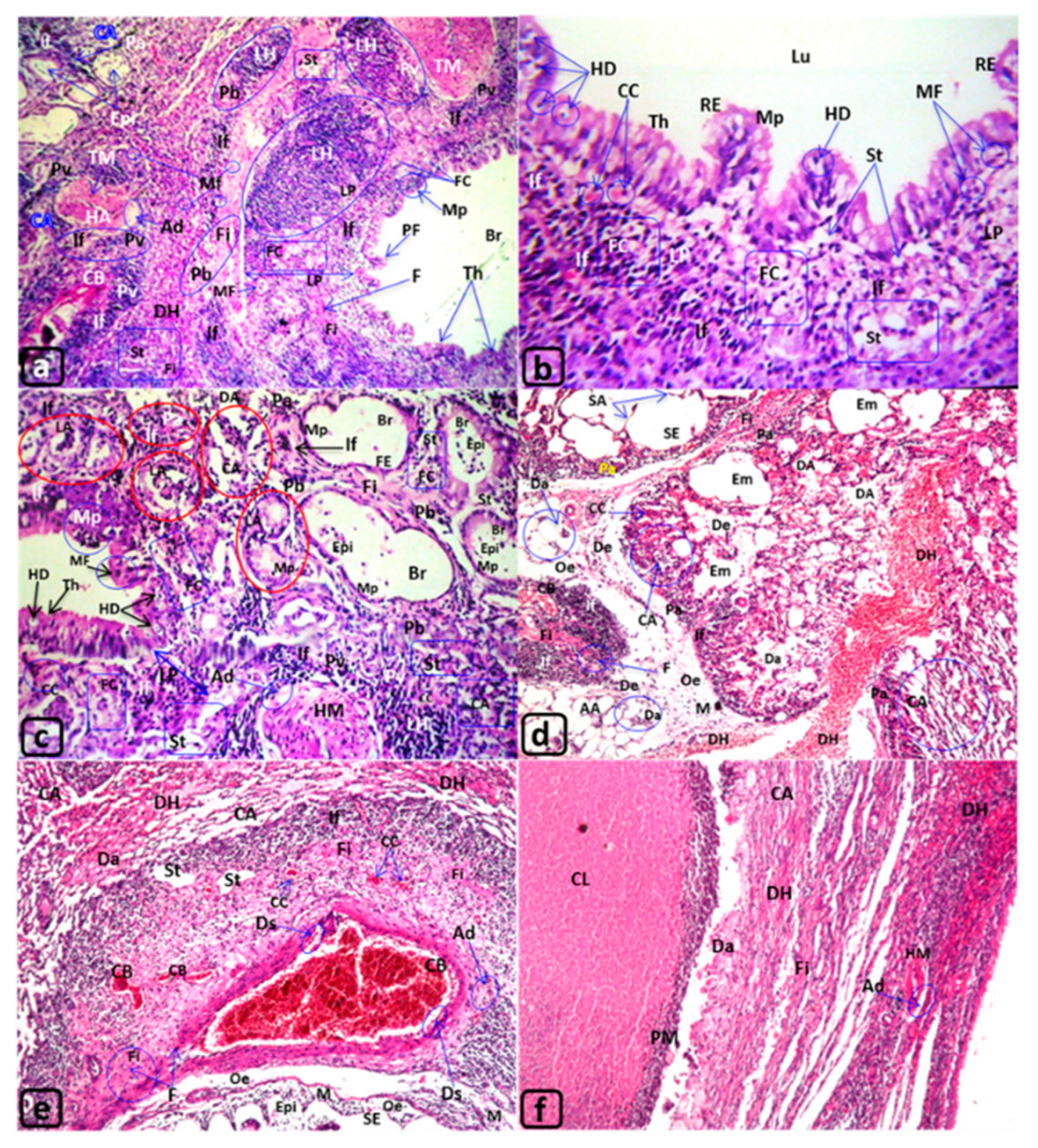 Biology 09 00002 g004 Biology 09 00002 g004