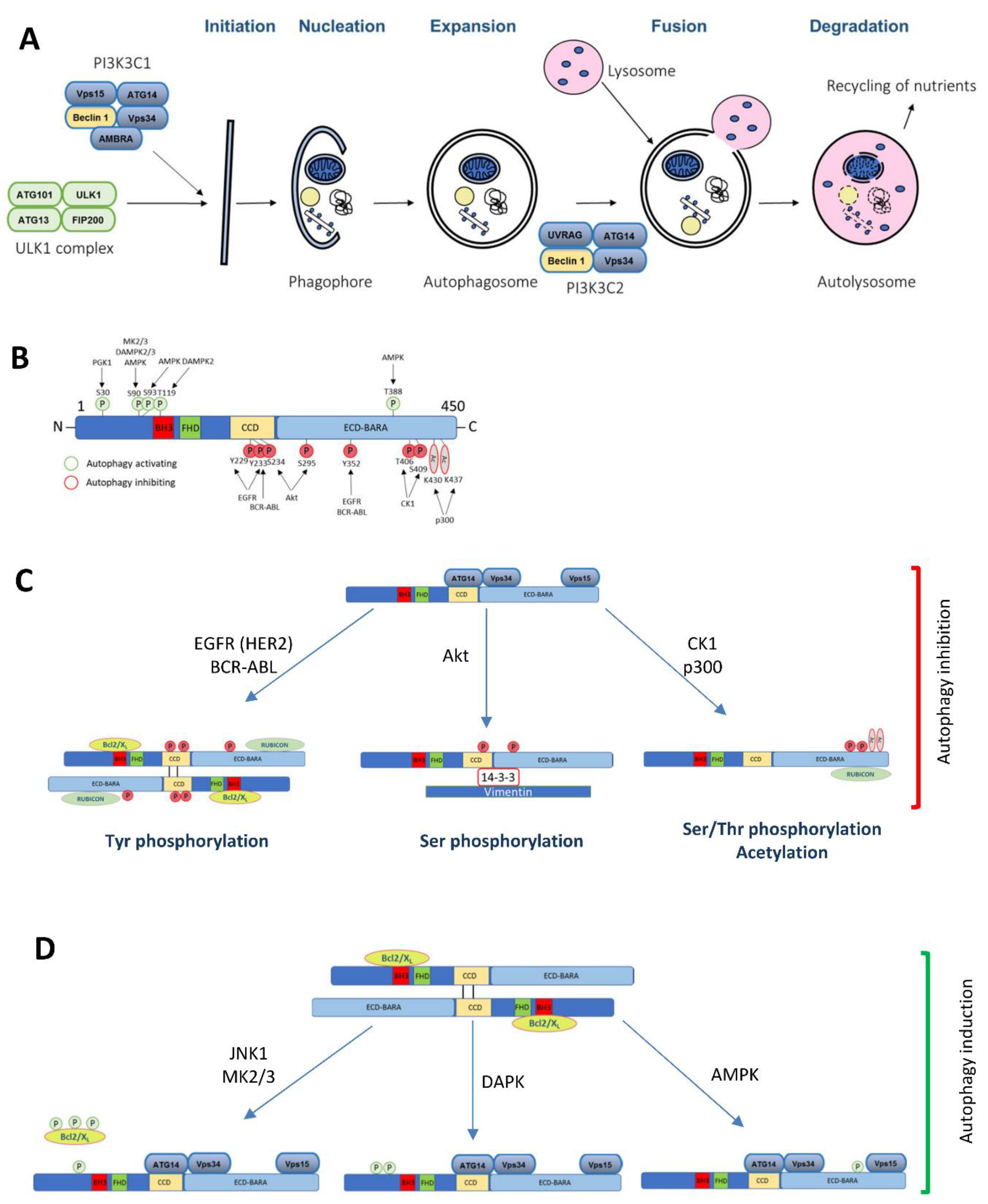 Biology 09 00004 g001 Biology 09 00004 g001