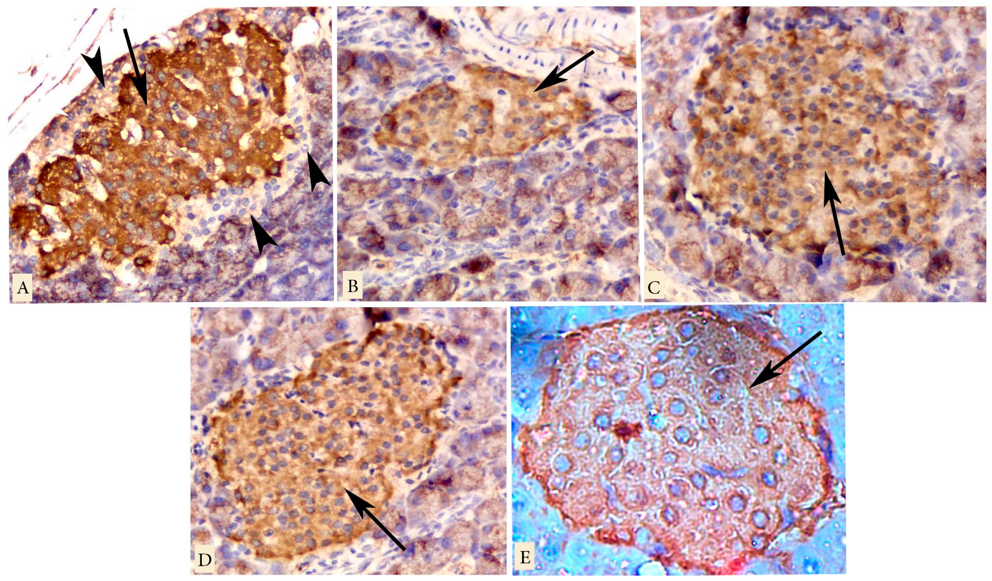 Biology 09 00006 g005 Biology 09 00006 g005