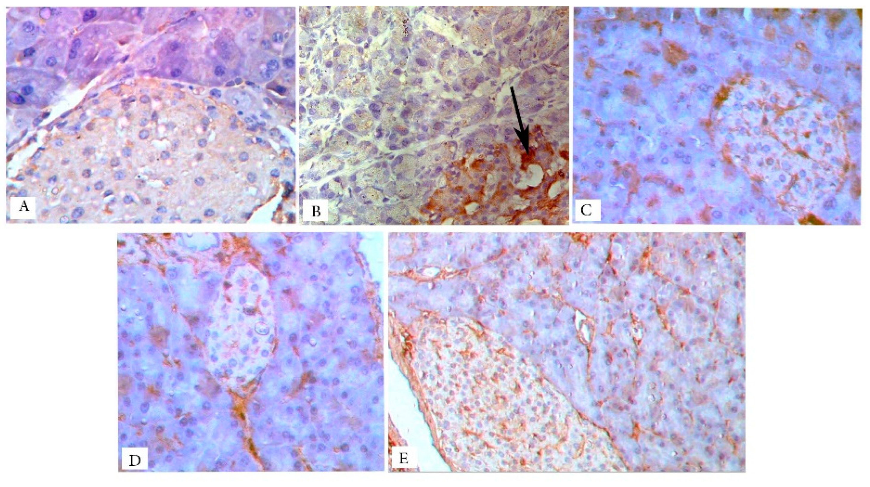 Biology 09 00006 g007 Biology 09 00006 g007