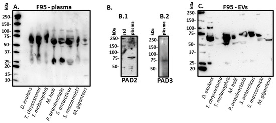 Biology Free Full Text Protein Deimination And Extracellular Vesicle Profiles In Antarctic Seabirds Html