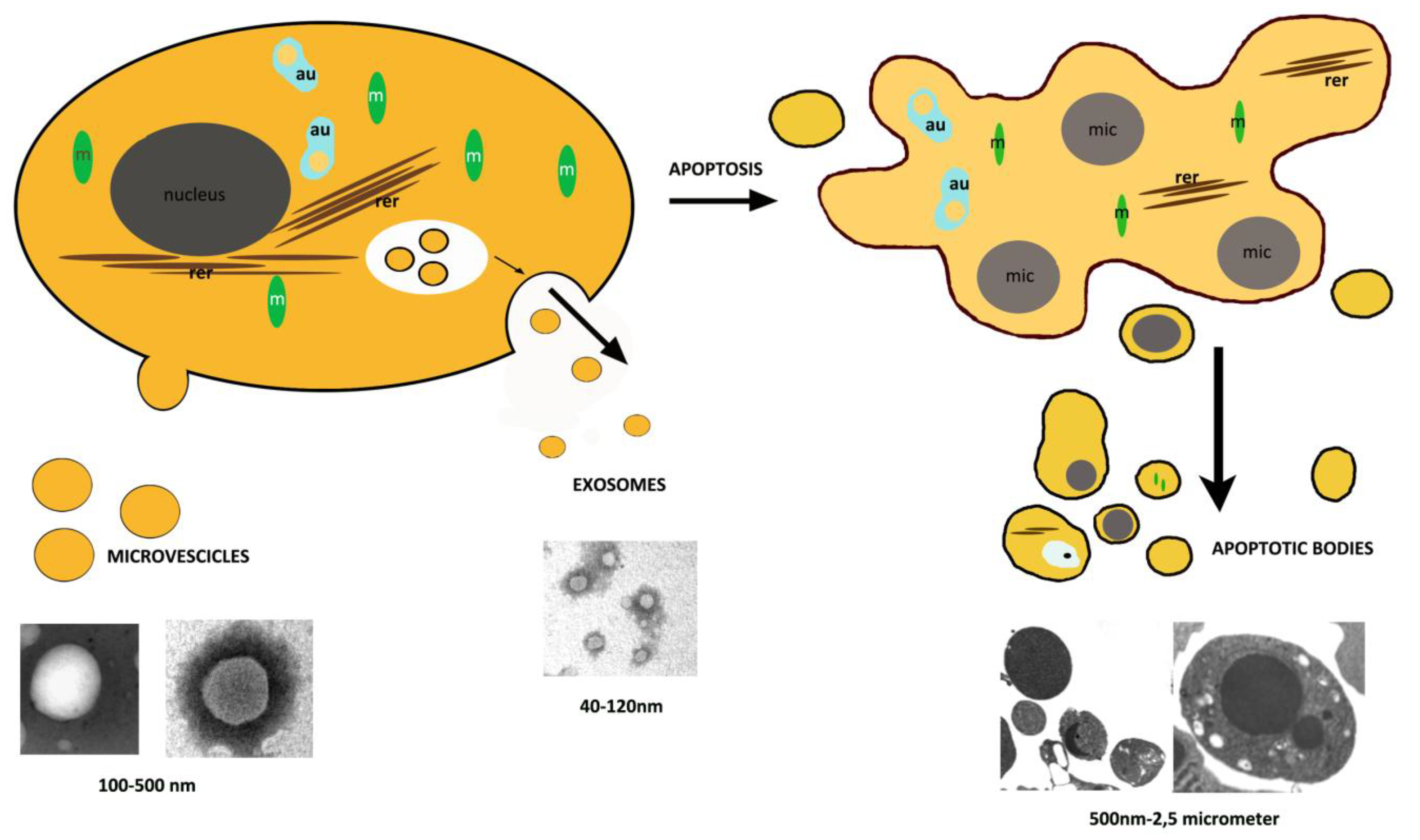 Biology | Free Full-Text | Apoptotic Bodies: Particular Extracellular