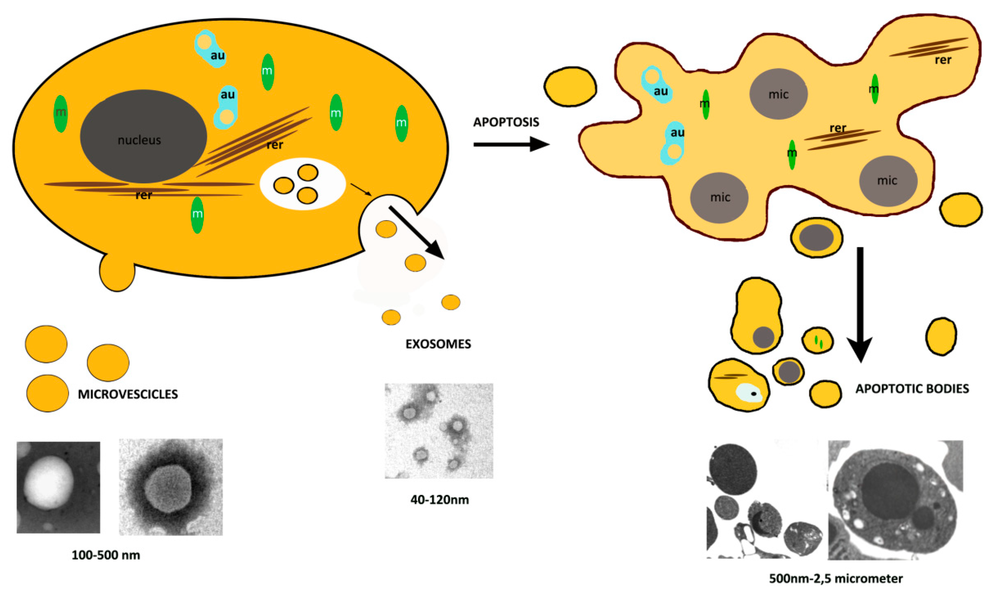 Programmed cell death 50 (and beyond)