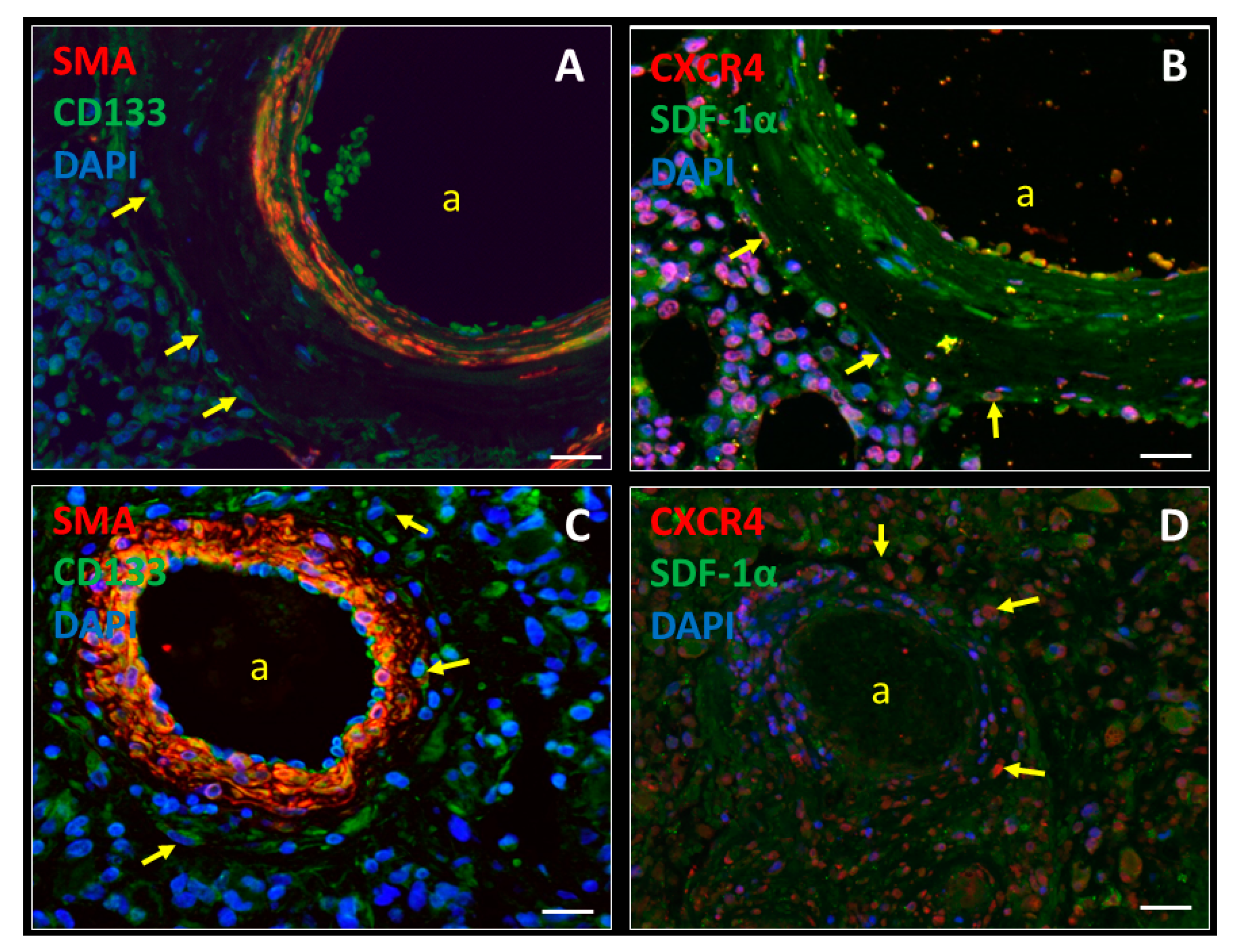 Biology 09 00031 g001 Biology 09 00031 g001