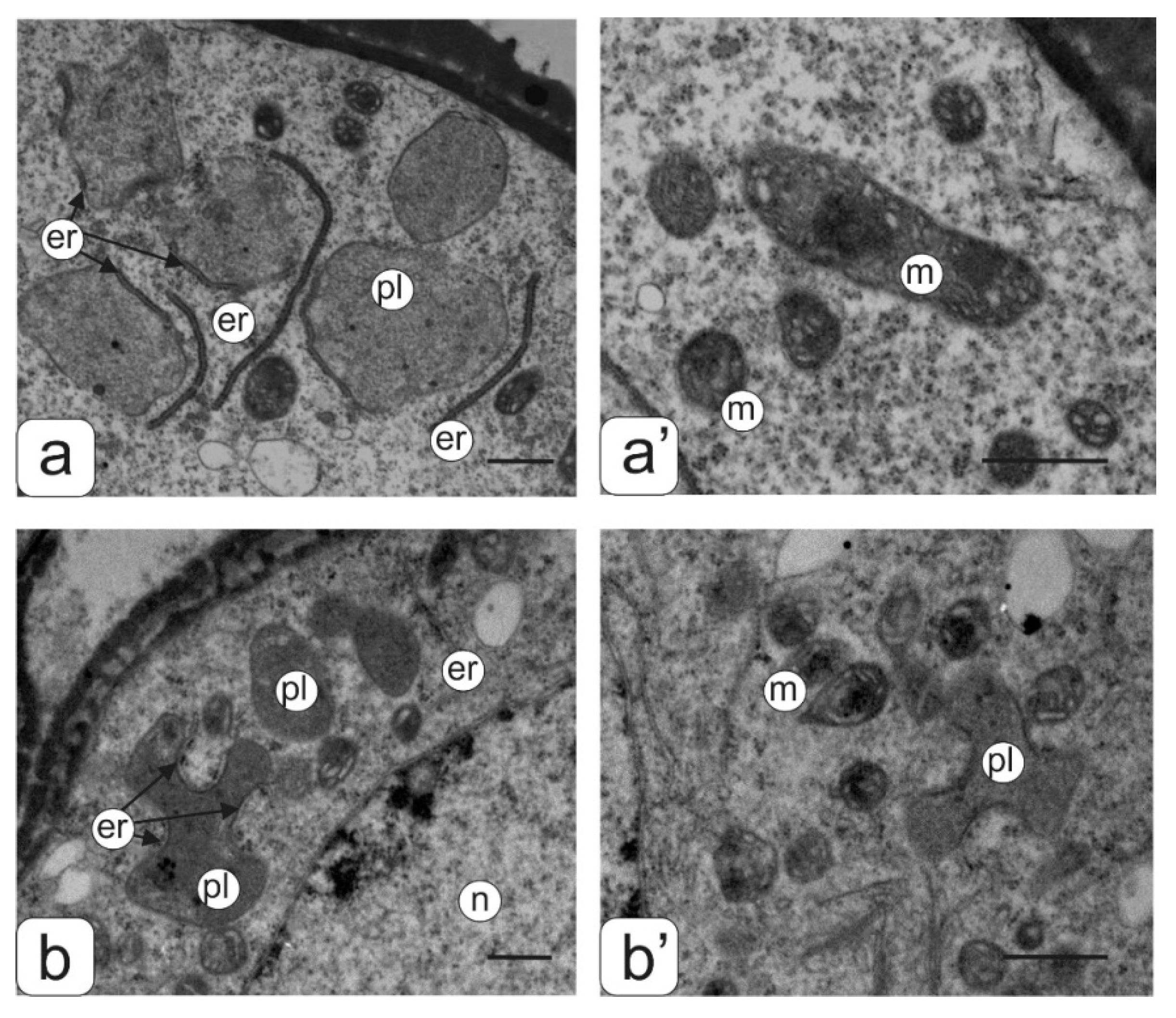Biology 09 00032 g003