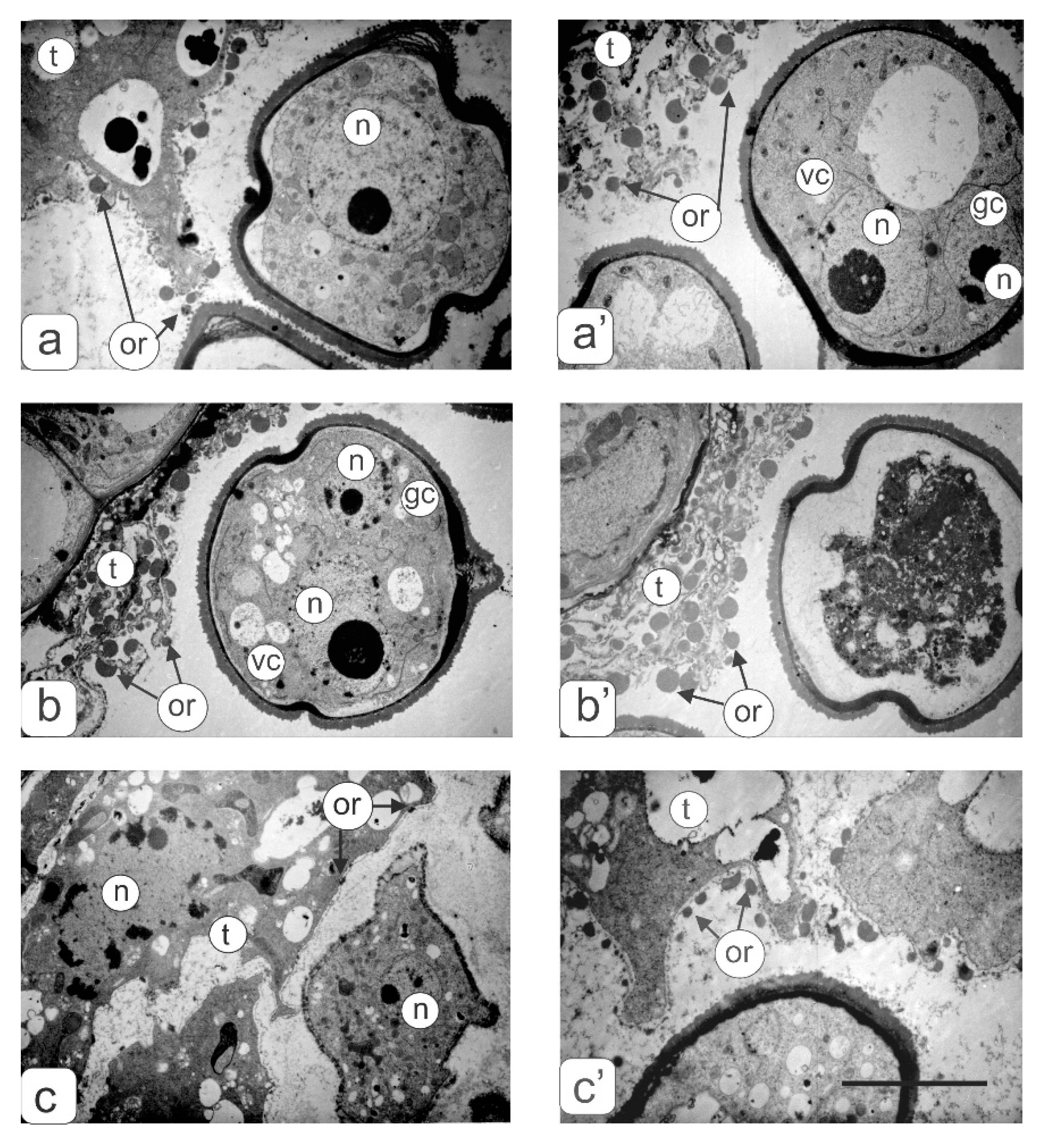 Biology 09 00032 g006