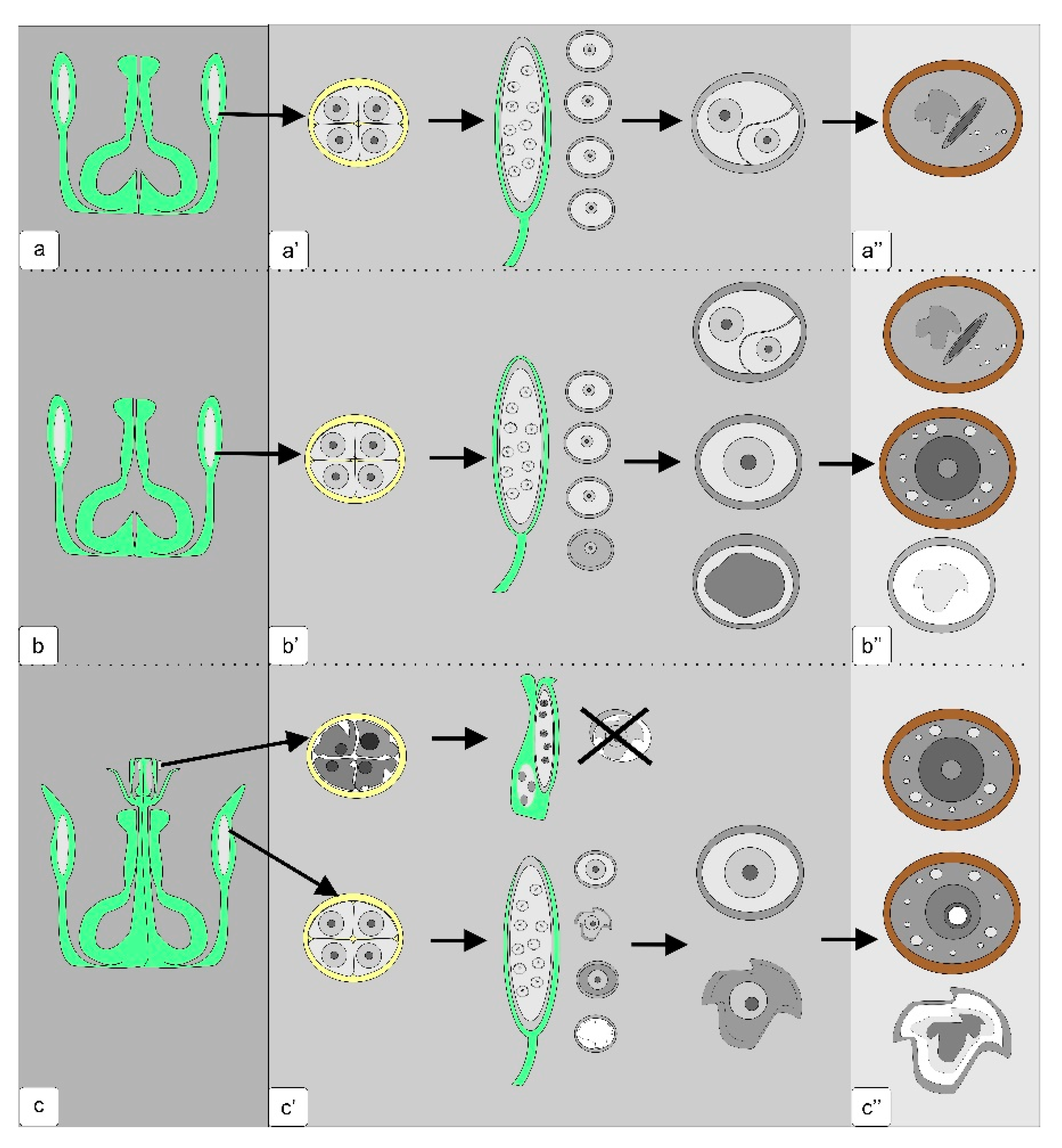 Biology 09 00032 g011