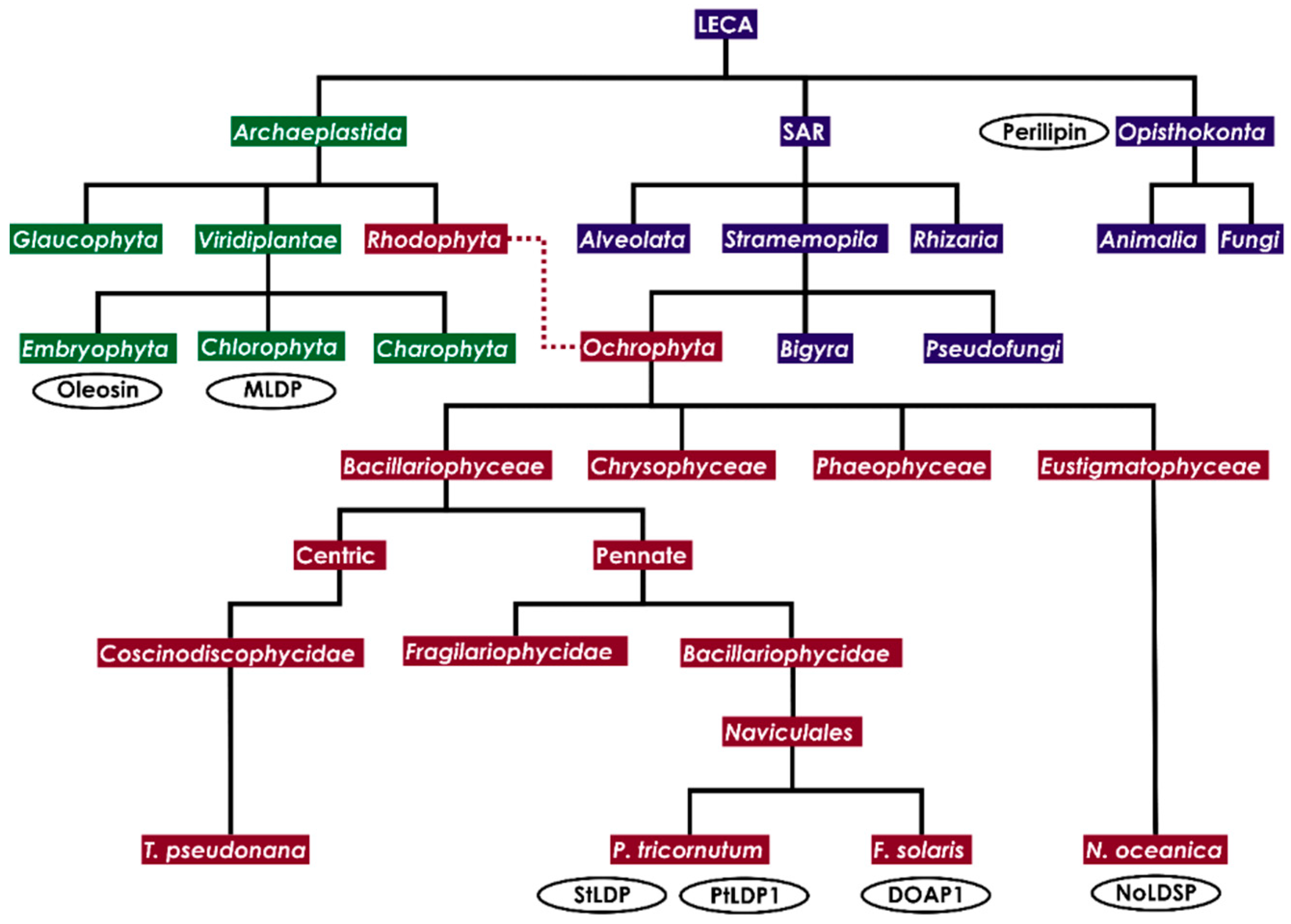 Biology 09 00038 g001 Biology 09 00038 g001