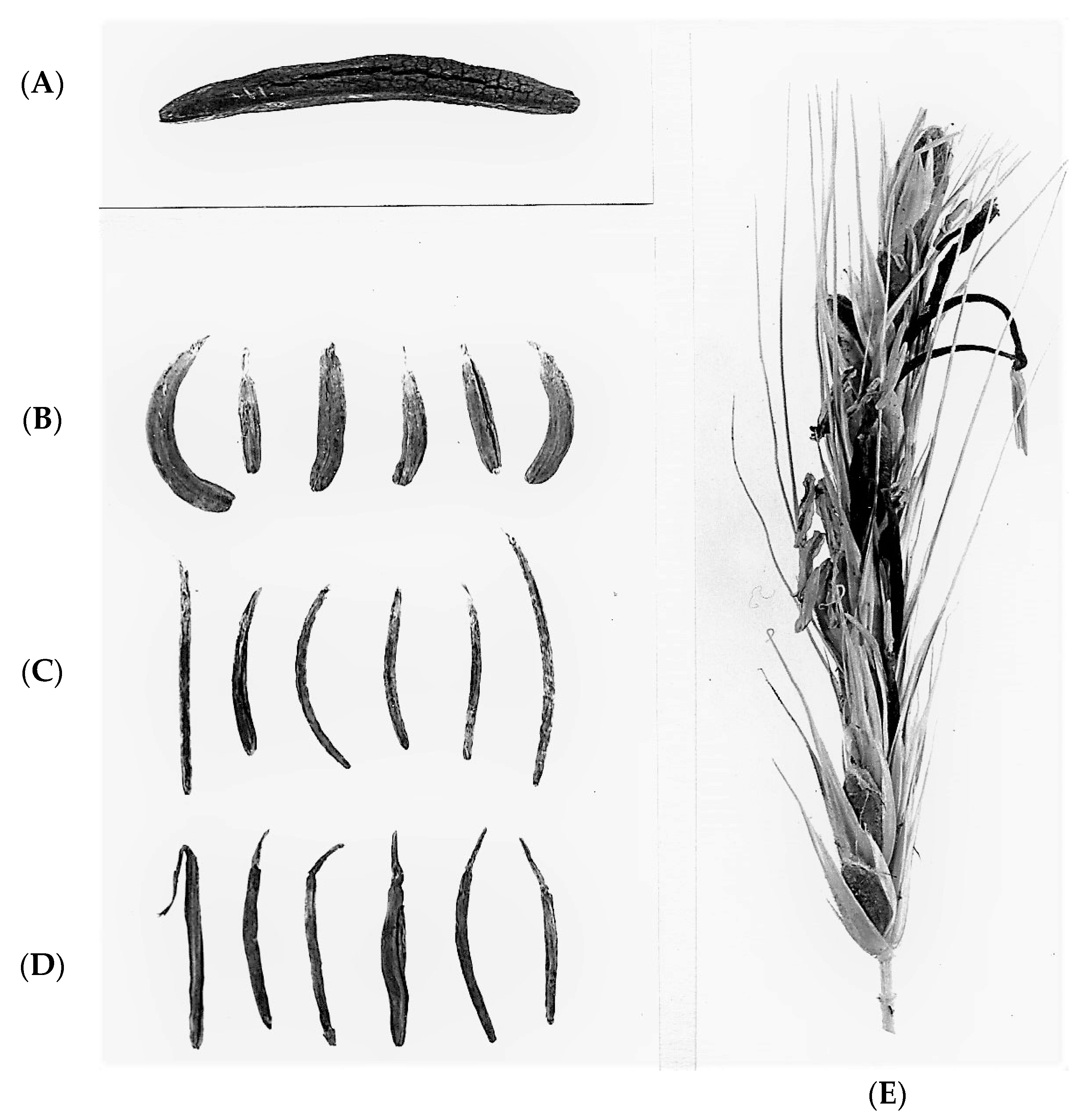 Claviceps Purpurea