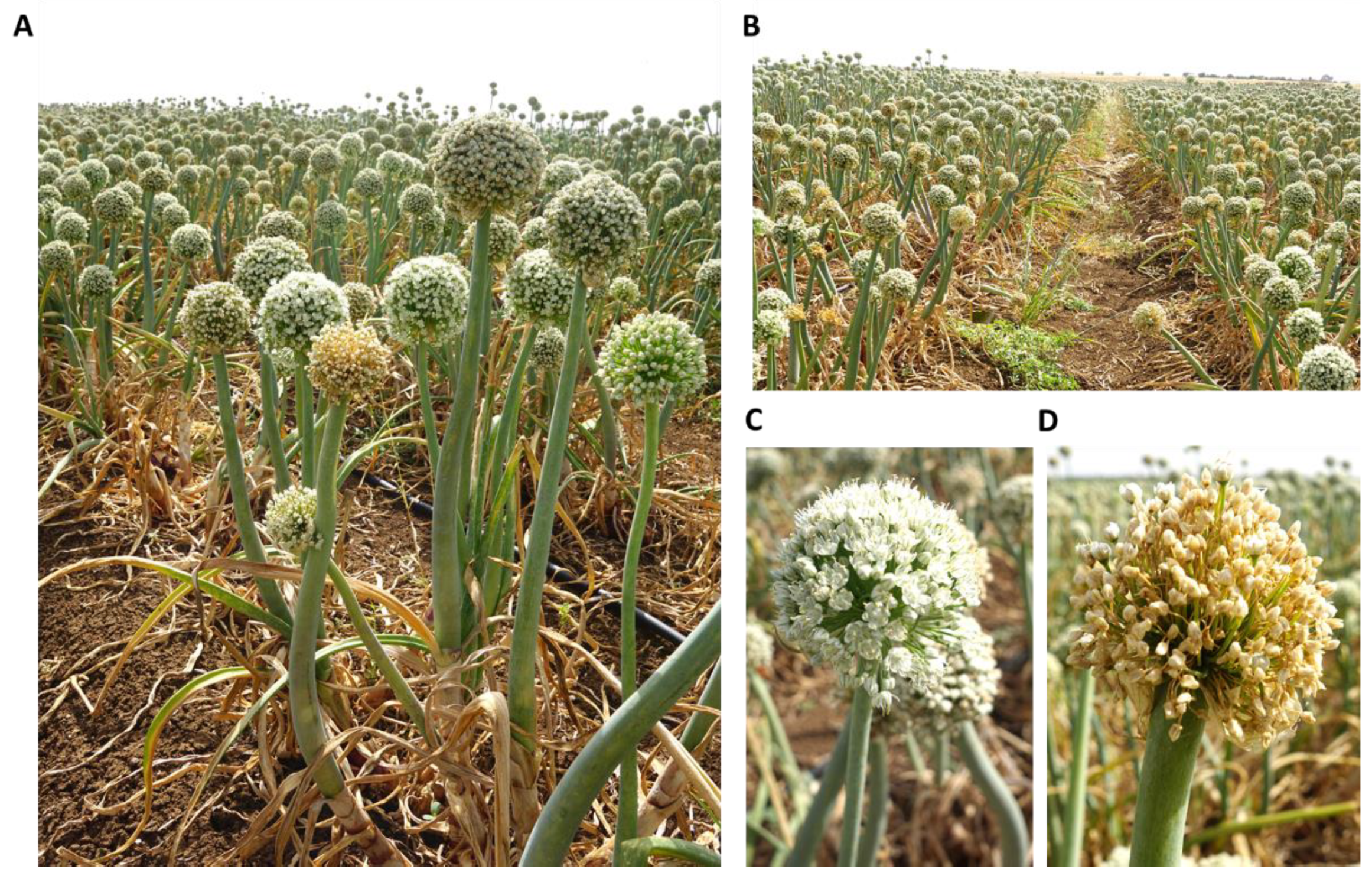 Biology 09 00069 g001