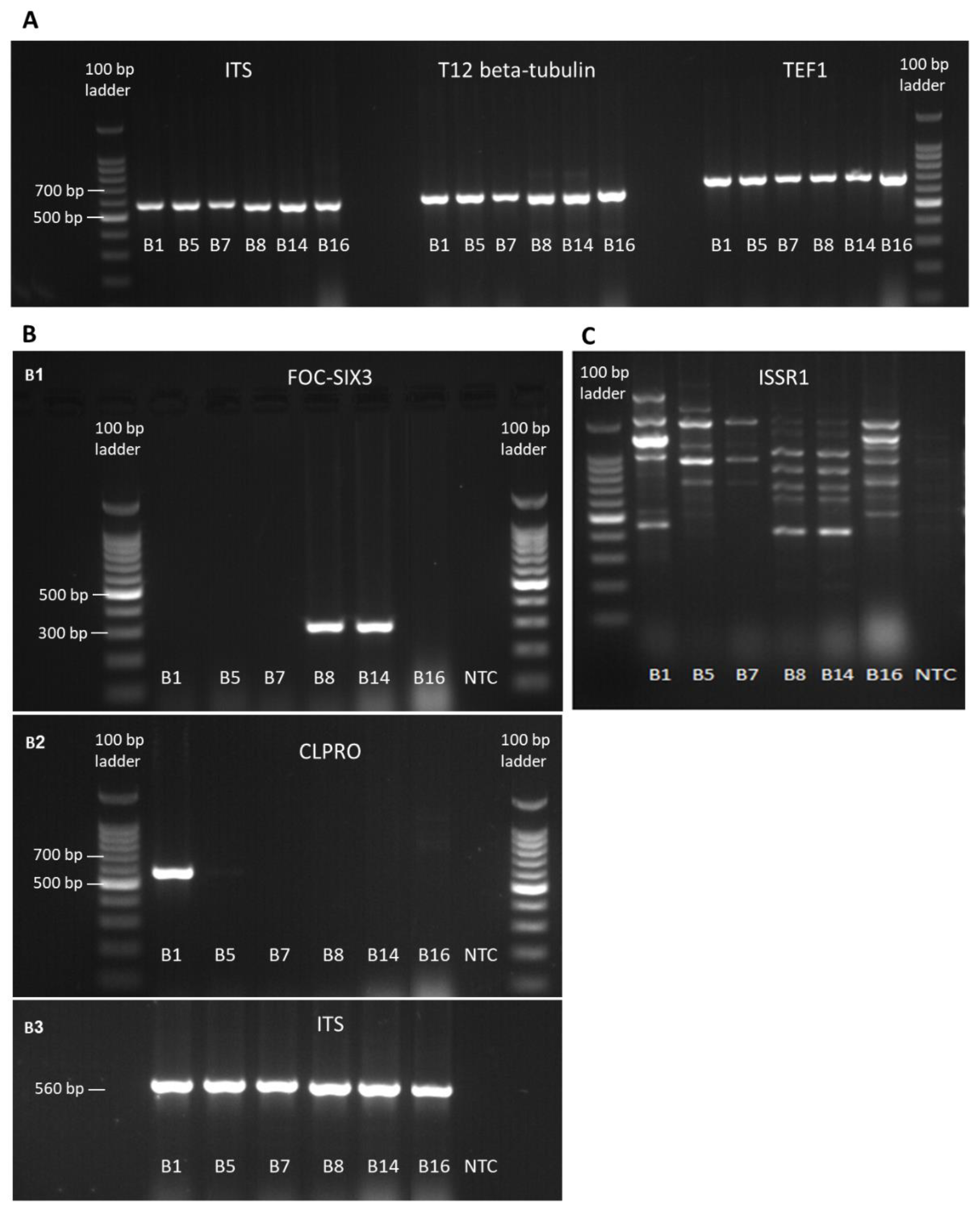 Biology 09 00069 g003