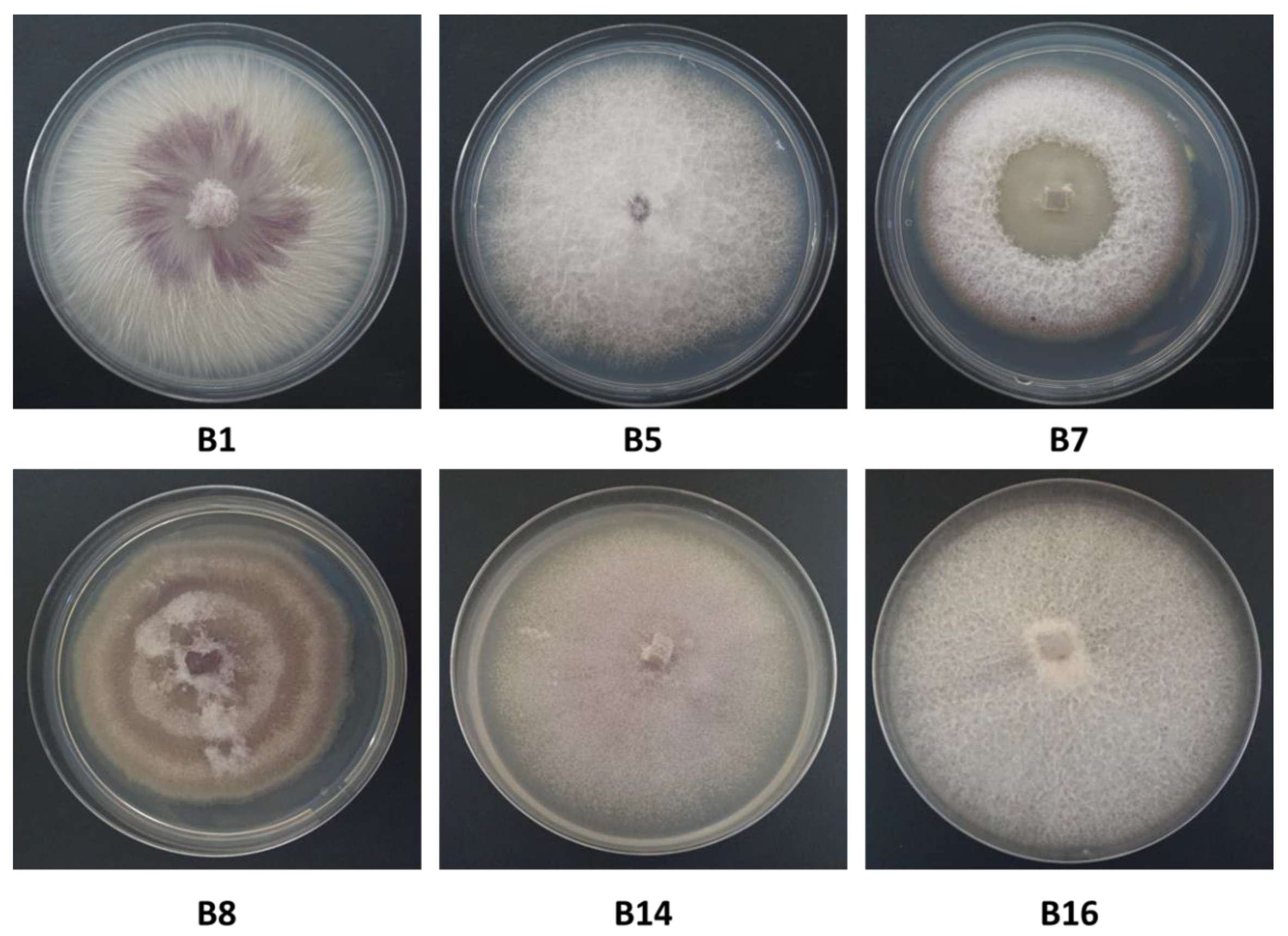 Biology 09 00069 g004