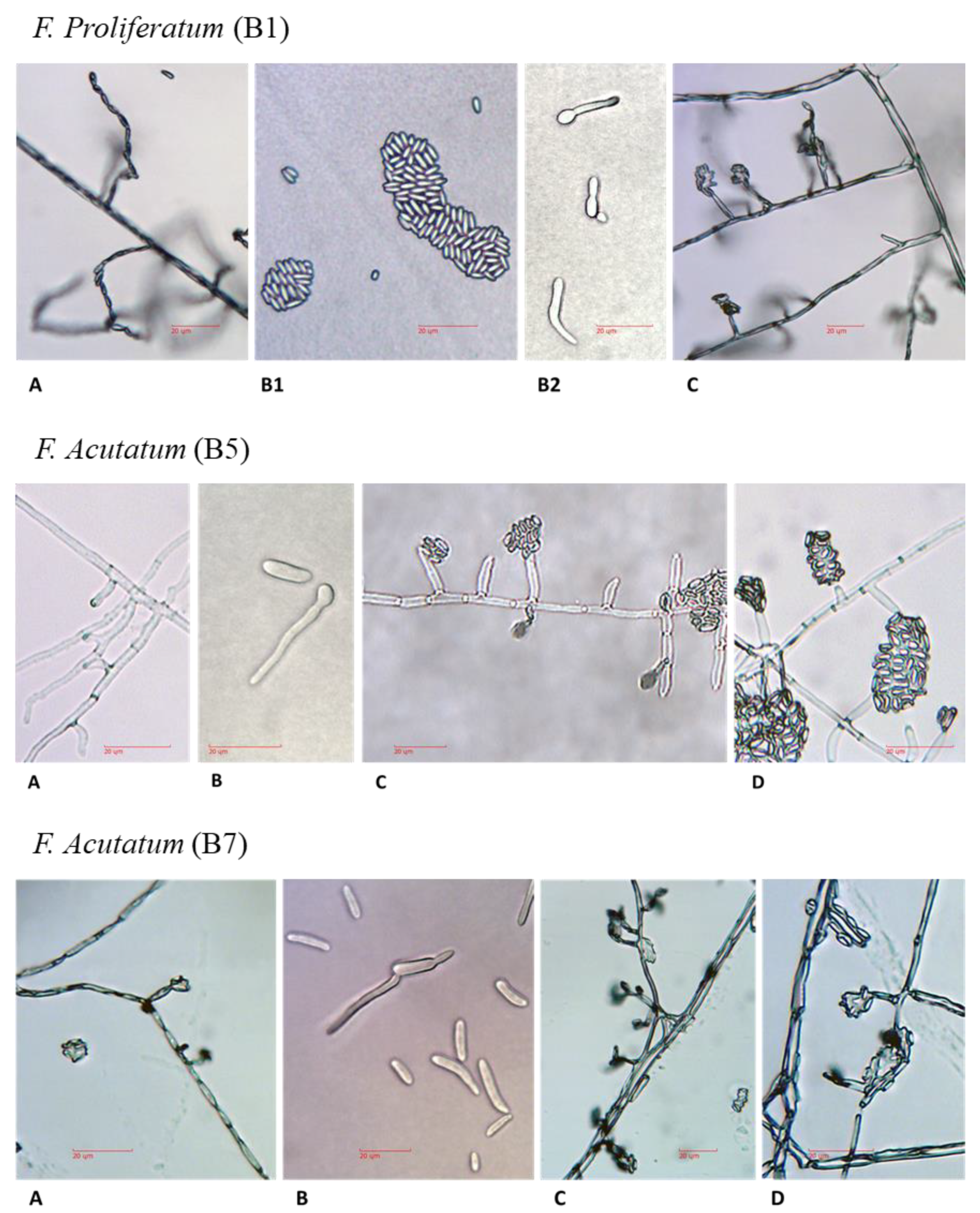 Biology 09 00069 g005a