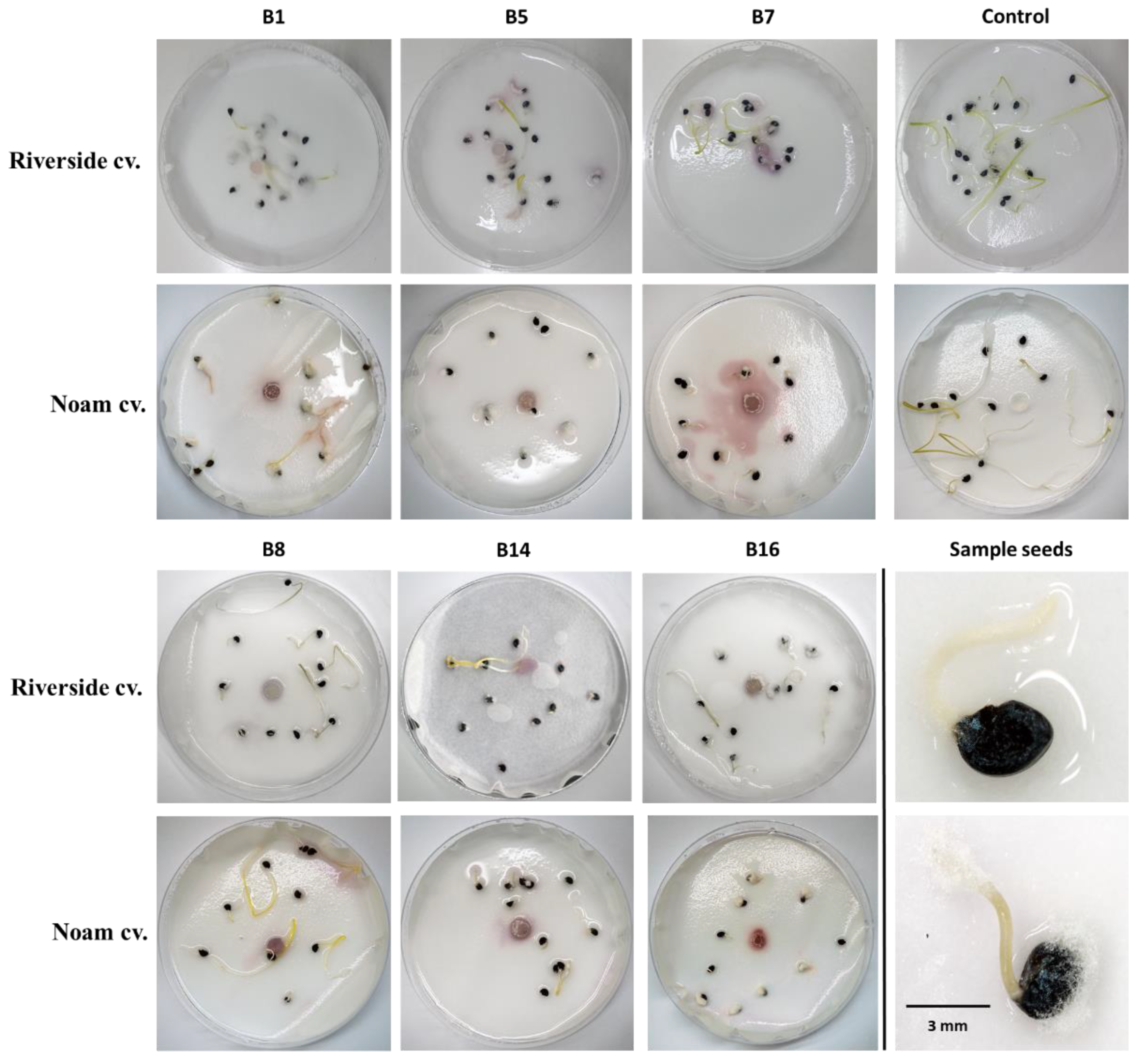 Biology 09 00069 g007