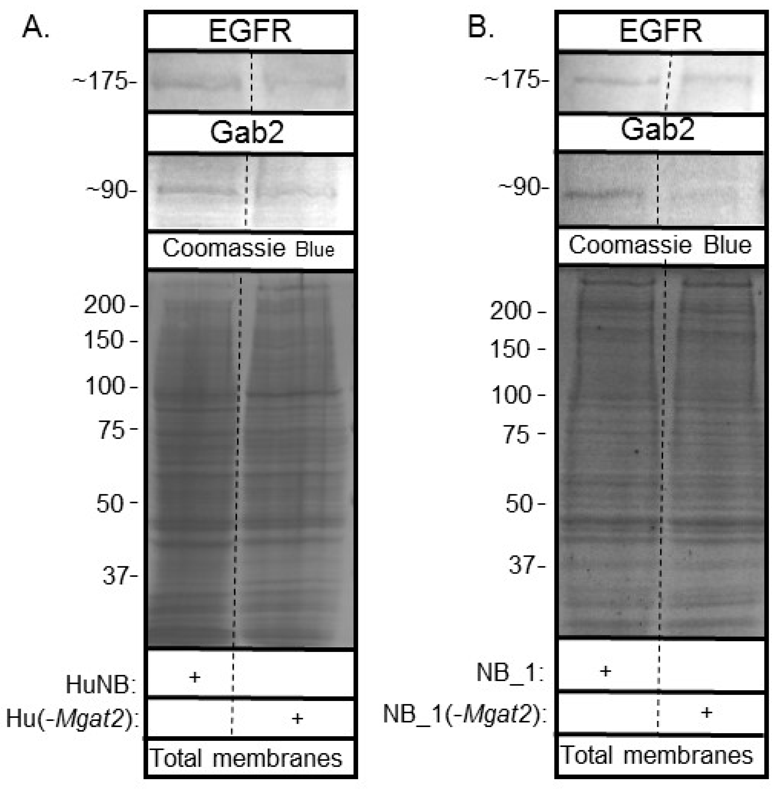Biology 09 00071 g009 Biology 09 00071 g009