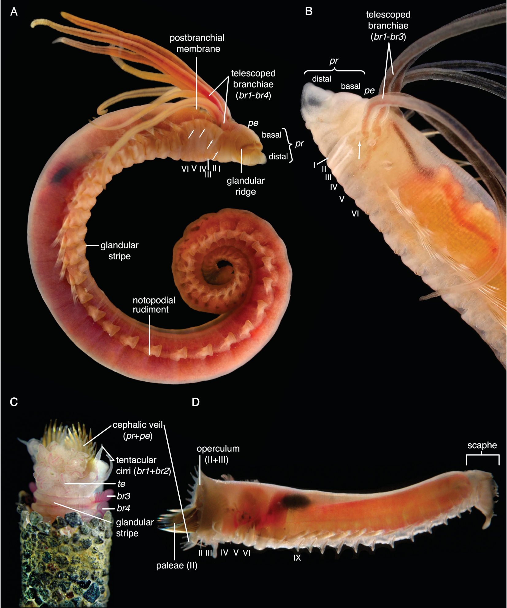 Biology 09 00073 g0a2 Biology 09 00073 g0a2