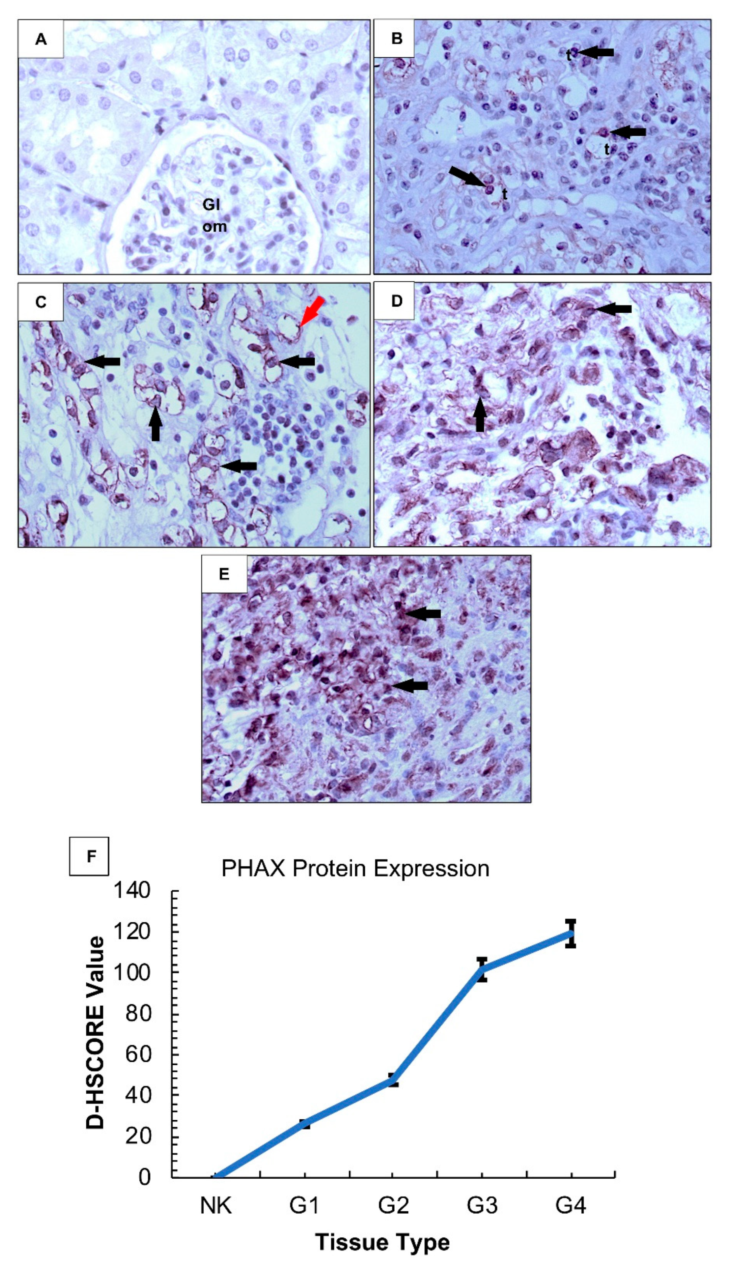 Biology 09 00074 g002 Biology 09 00074 g002