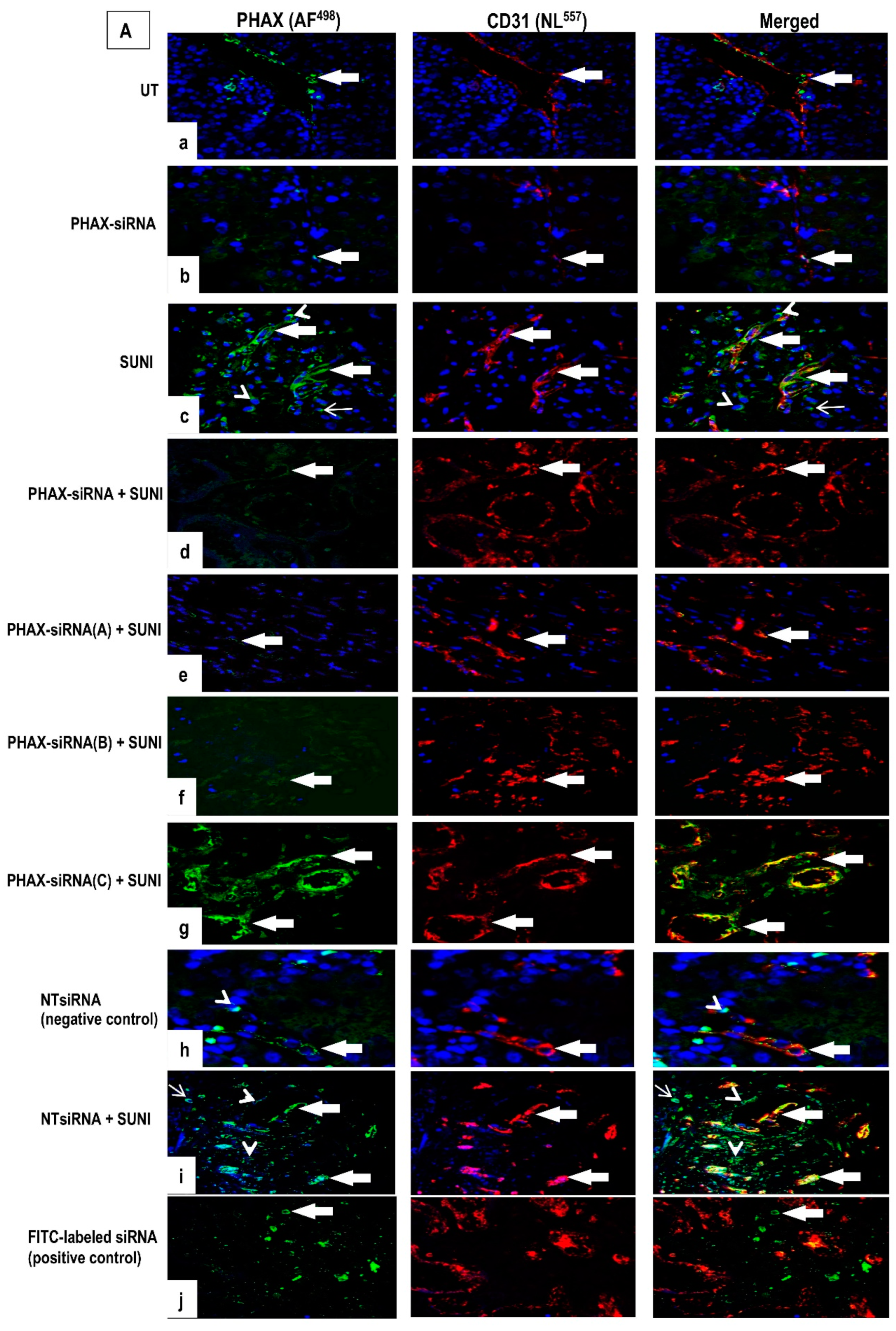 Biology 09 00074 g006a Biology 09 00074 g006a