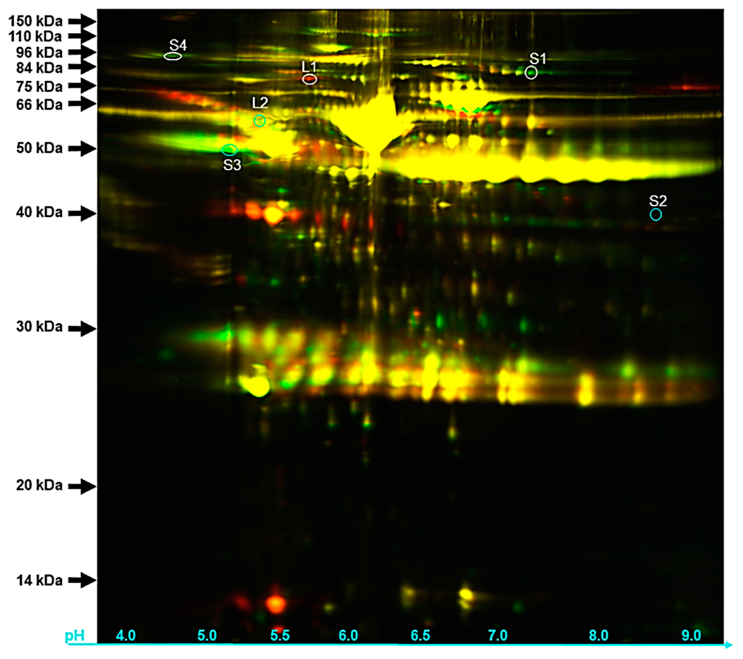 Biology 09 00101 g004