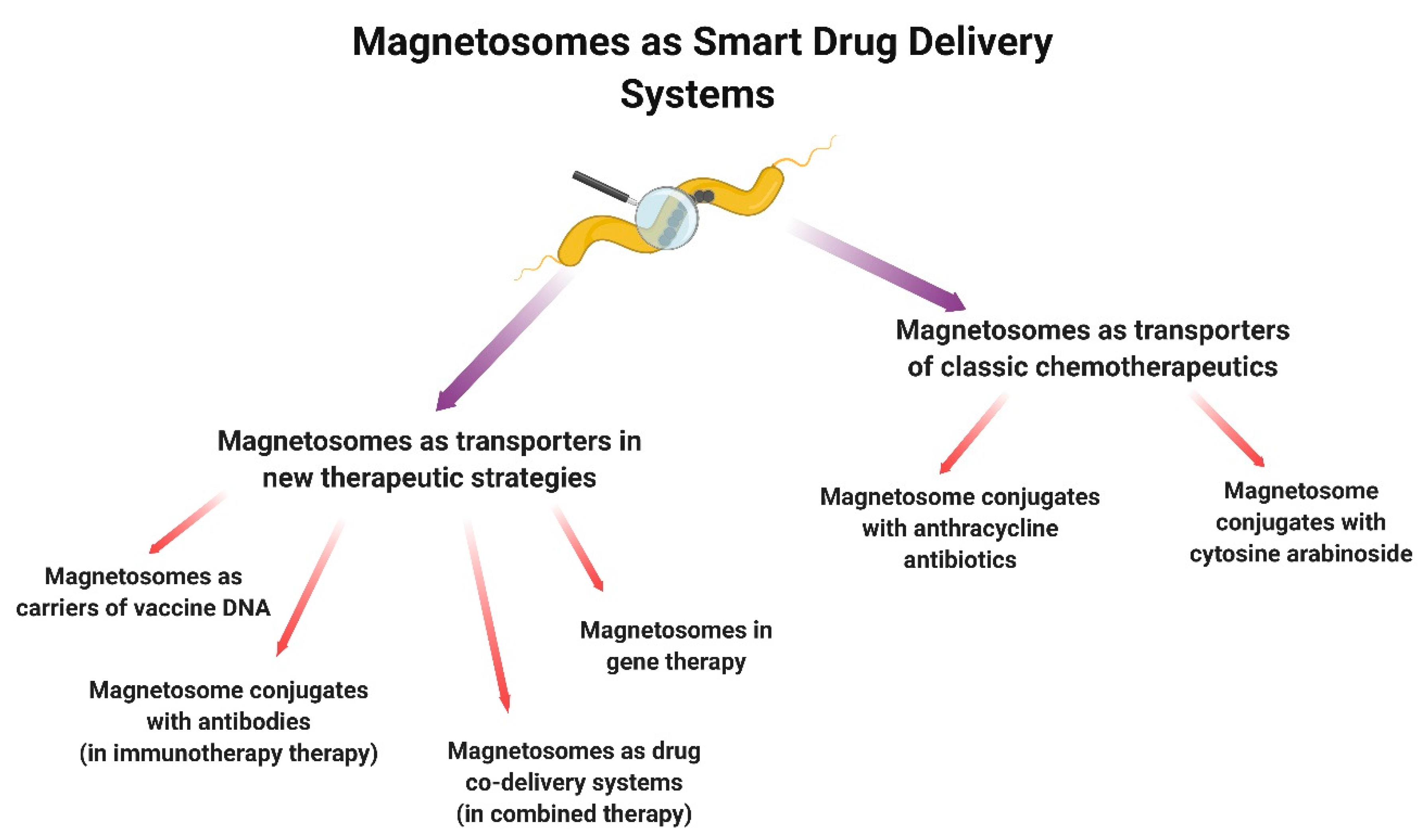 Biology 09 00102 g004 Biology 09 00102 g004