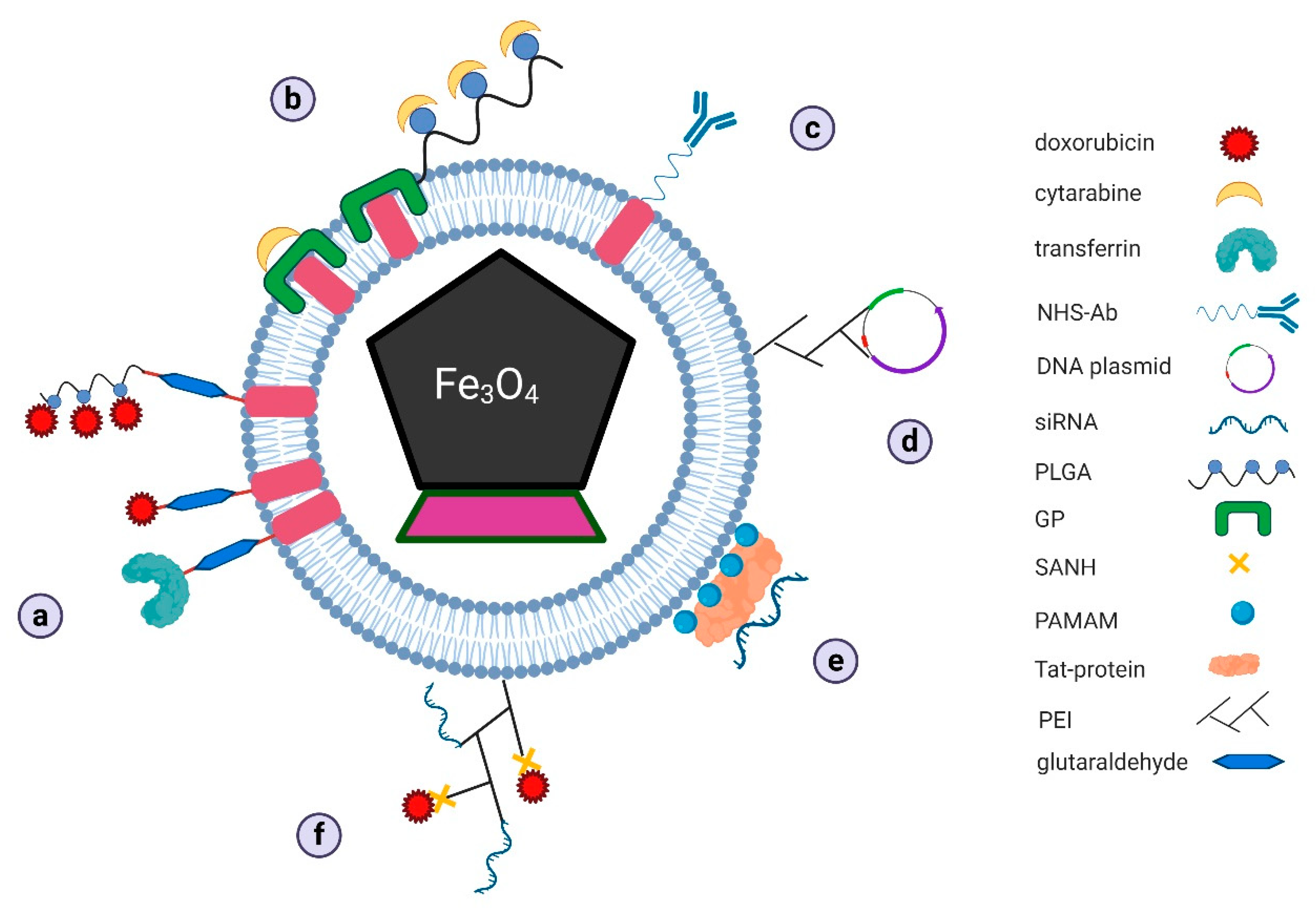 Biology 09 00102 g005 Biology 09 00102 g005