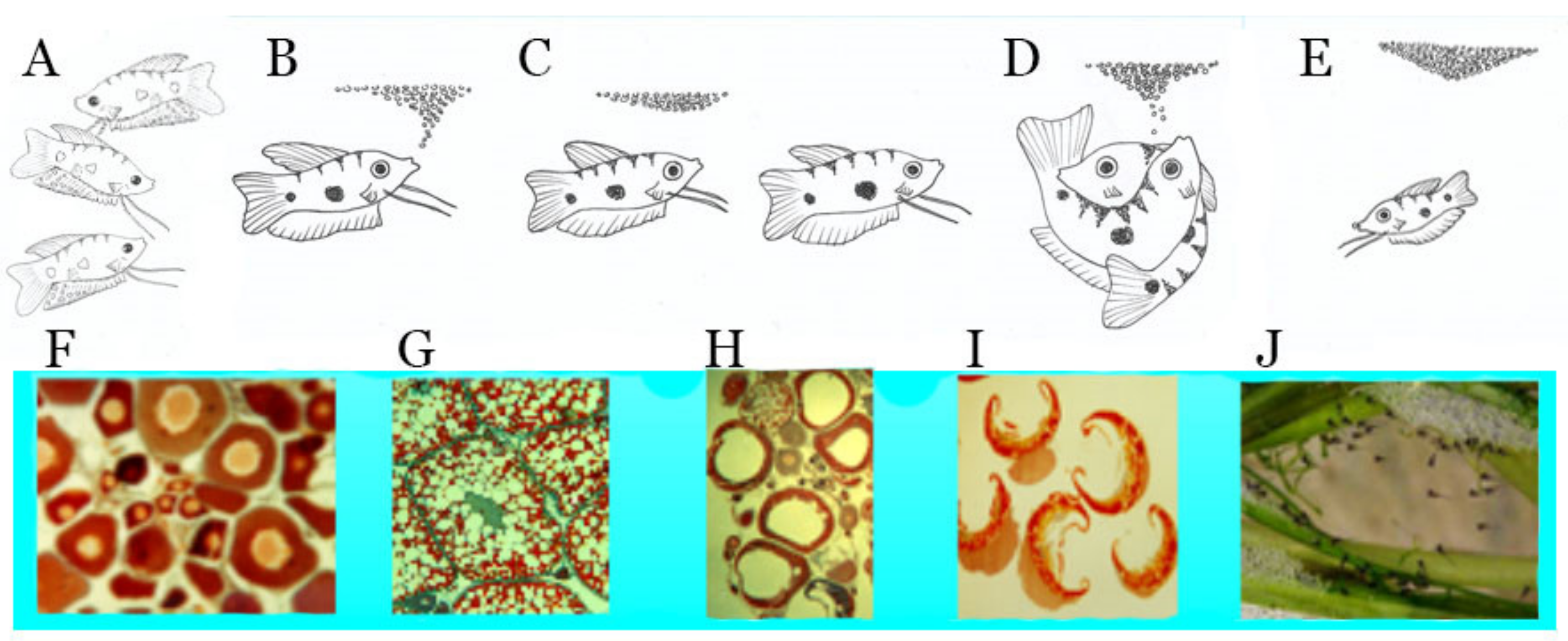 Biology 09 00109 g001