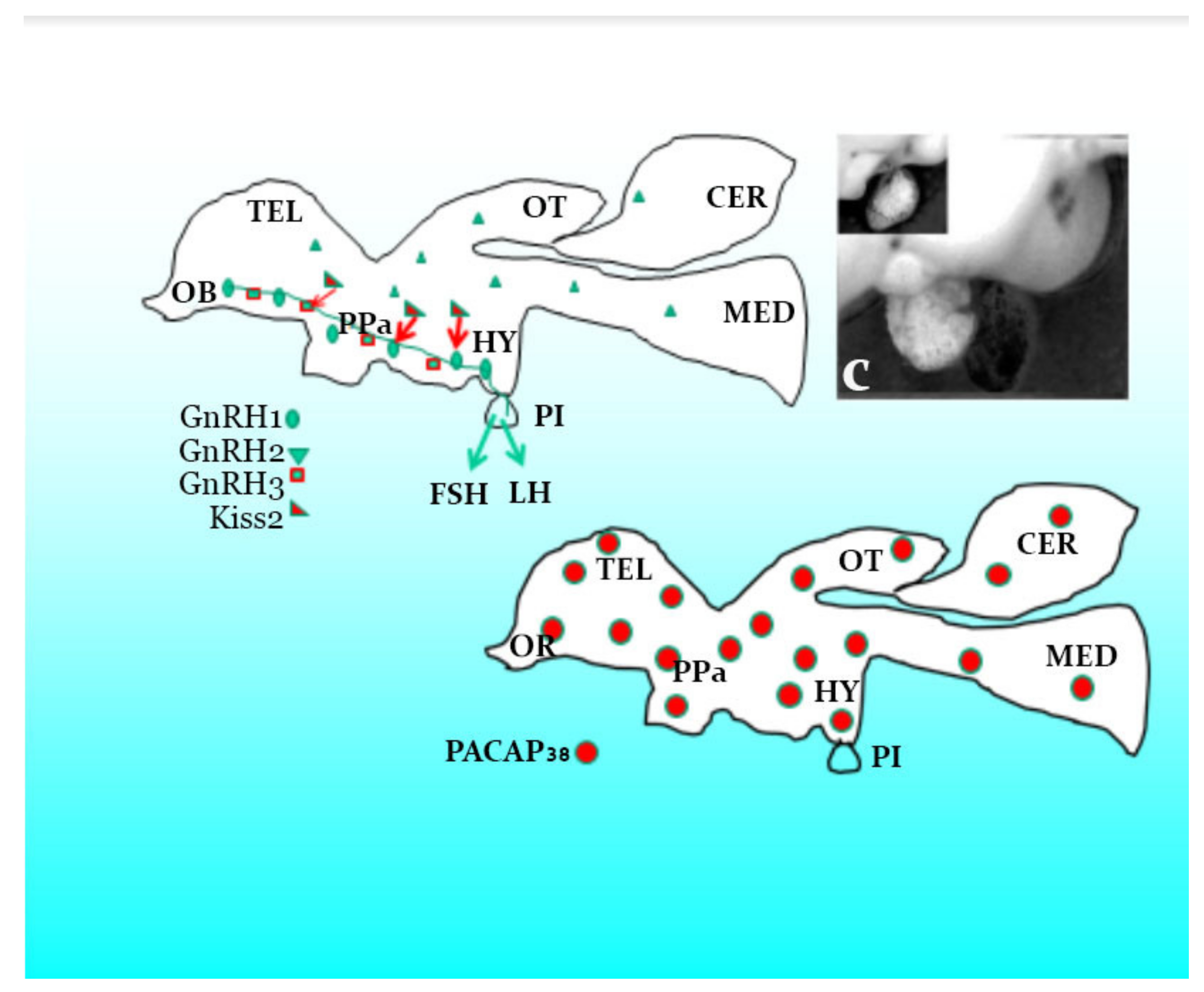 Biology 09 00109 g004