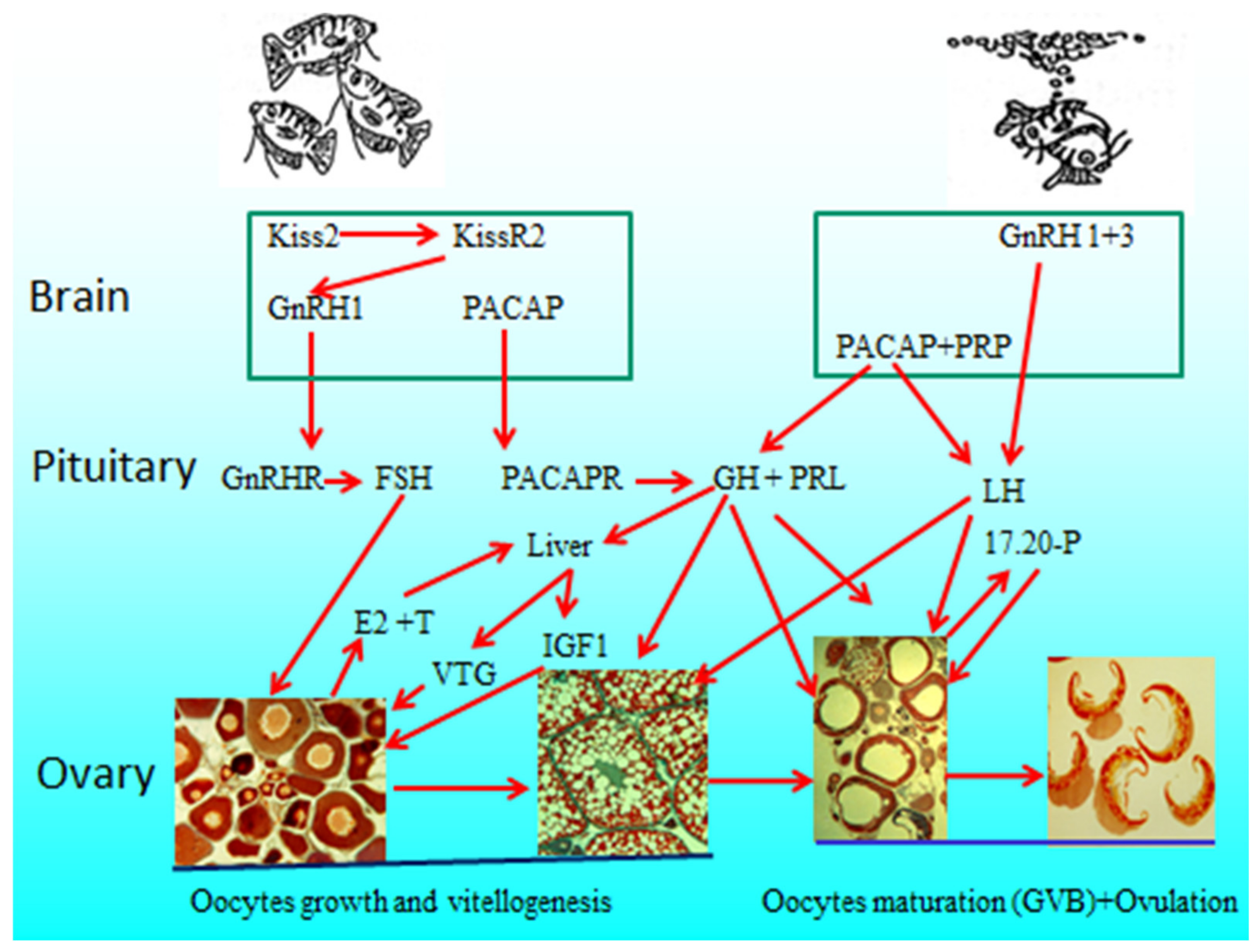 Biology 09 00109 g010