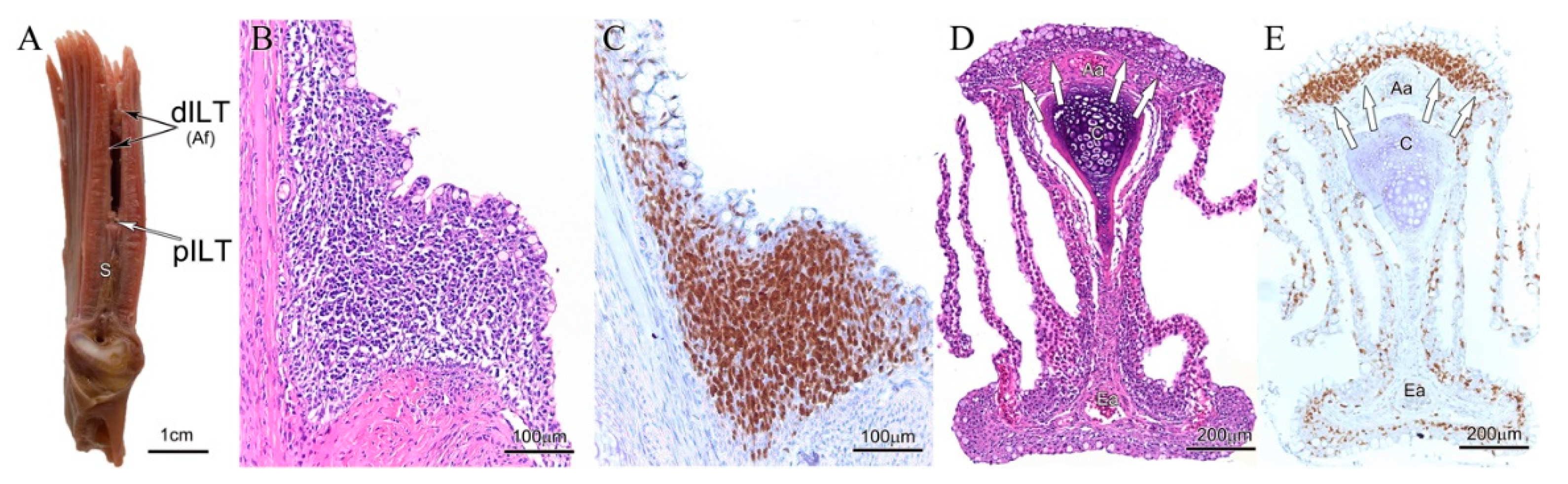 Biology 09 00127 g003