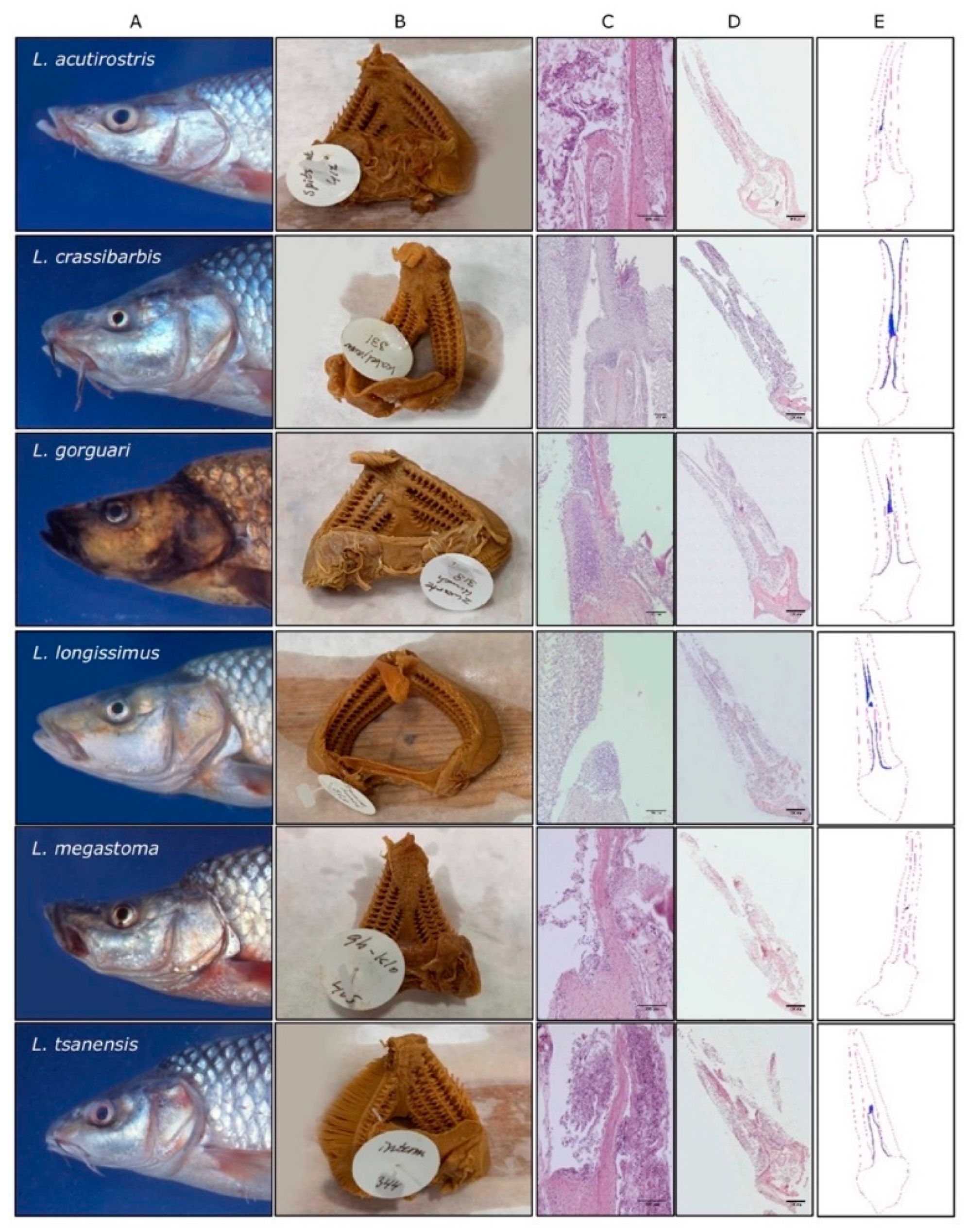 Biology 09 00127 g008