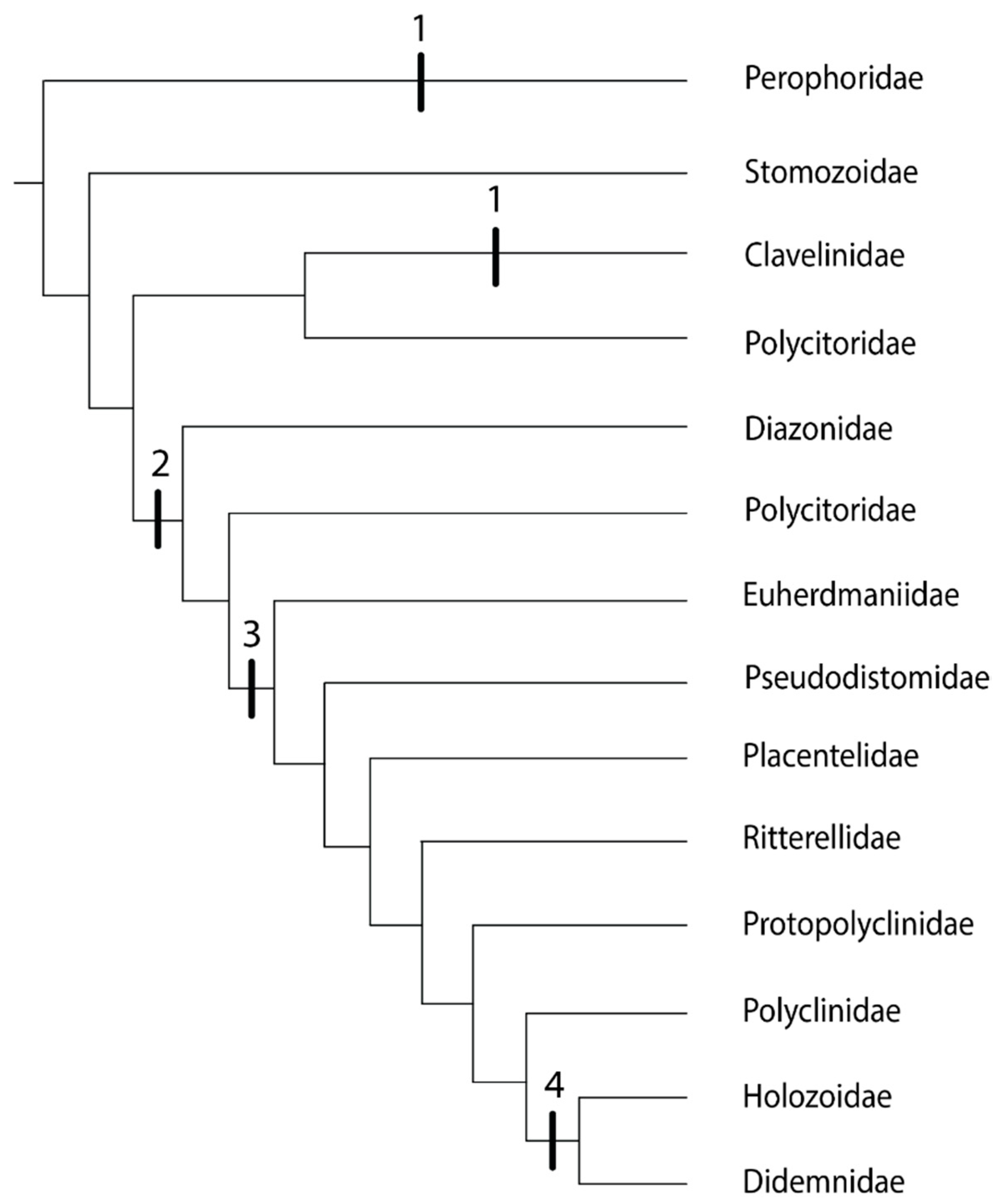 Biology Free Full Text Evolution Of Allorecognition In The Tunicata Html