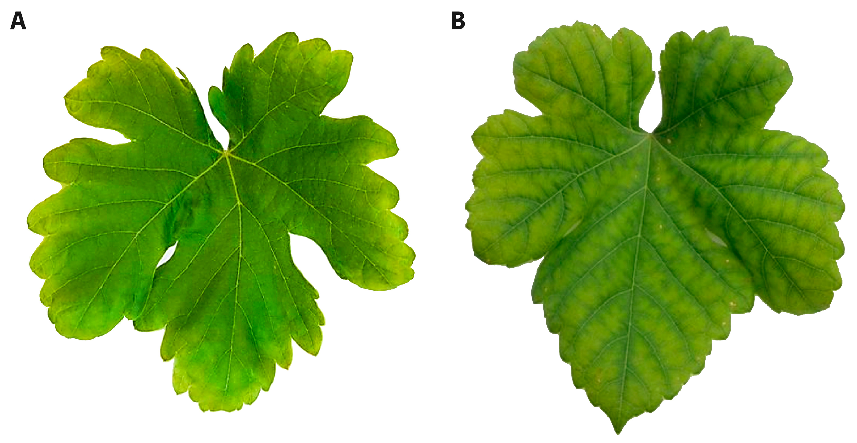 Biology 09 00144 g007 Biology 09 00144 g007