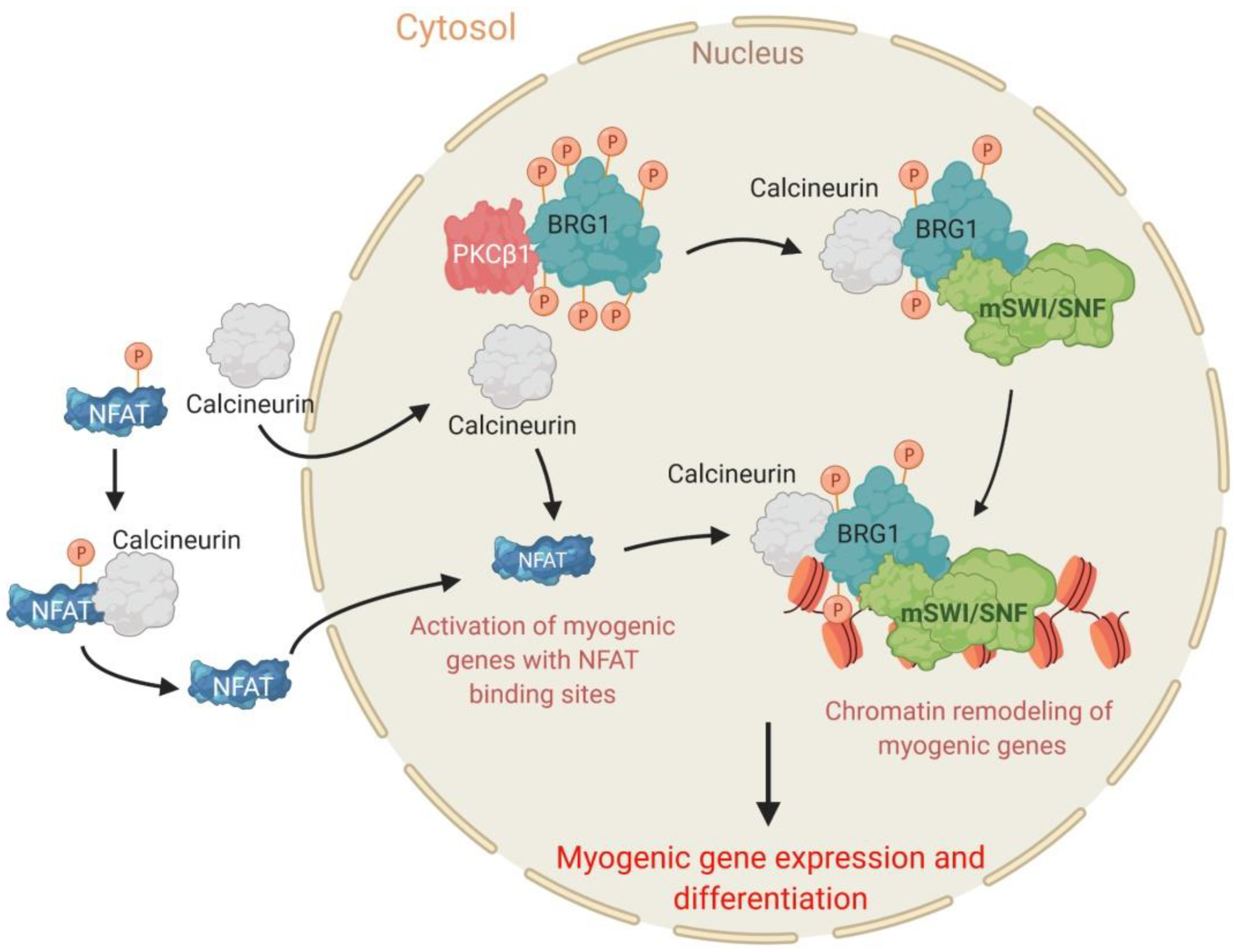 Biology Free FullText Regulation of the Mammalian SWI