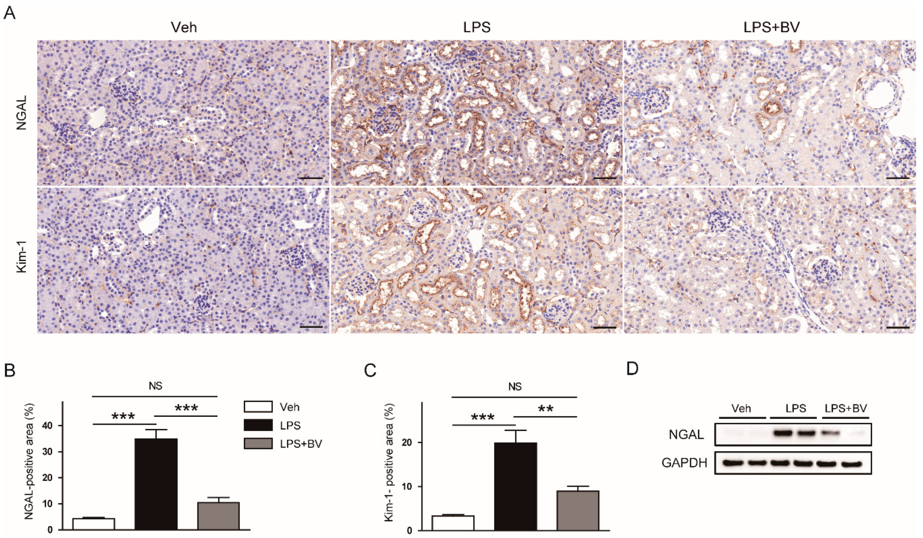 Biology 09 00154 g003 Biology 09 00154 g003