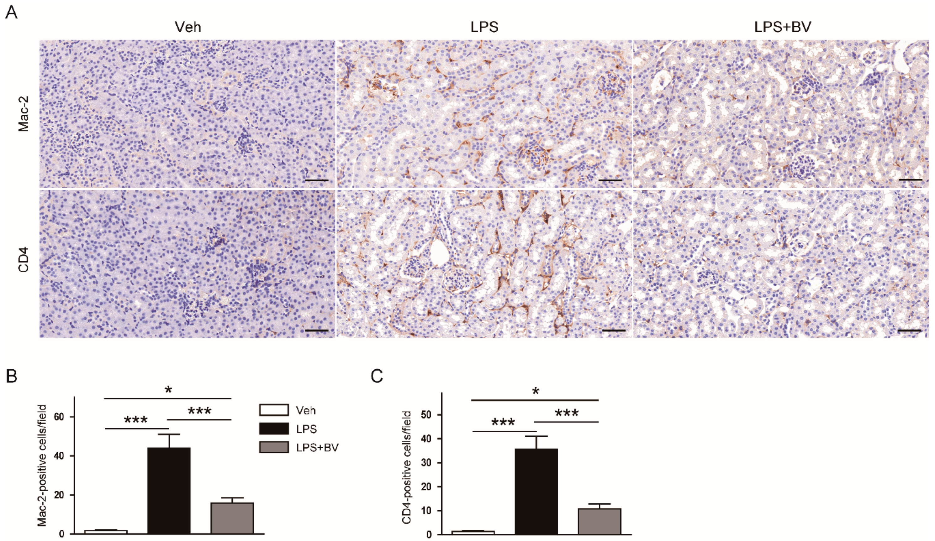 Biology 09 00154 g005 Biology 09 00154 g005