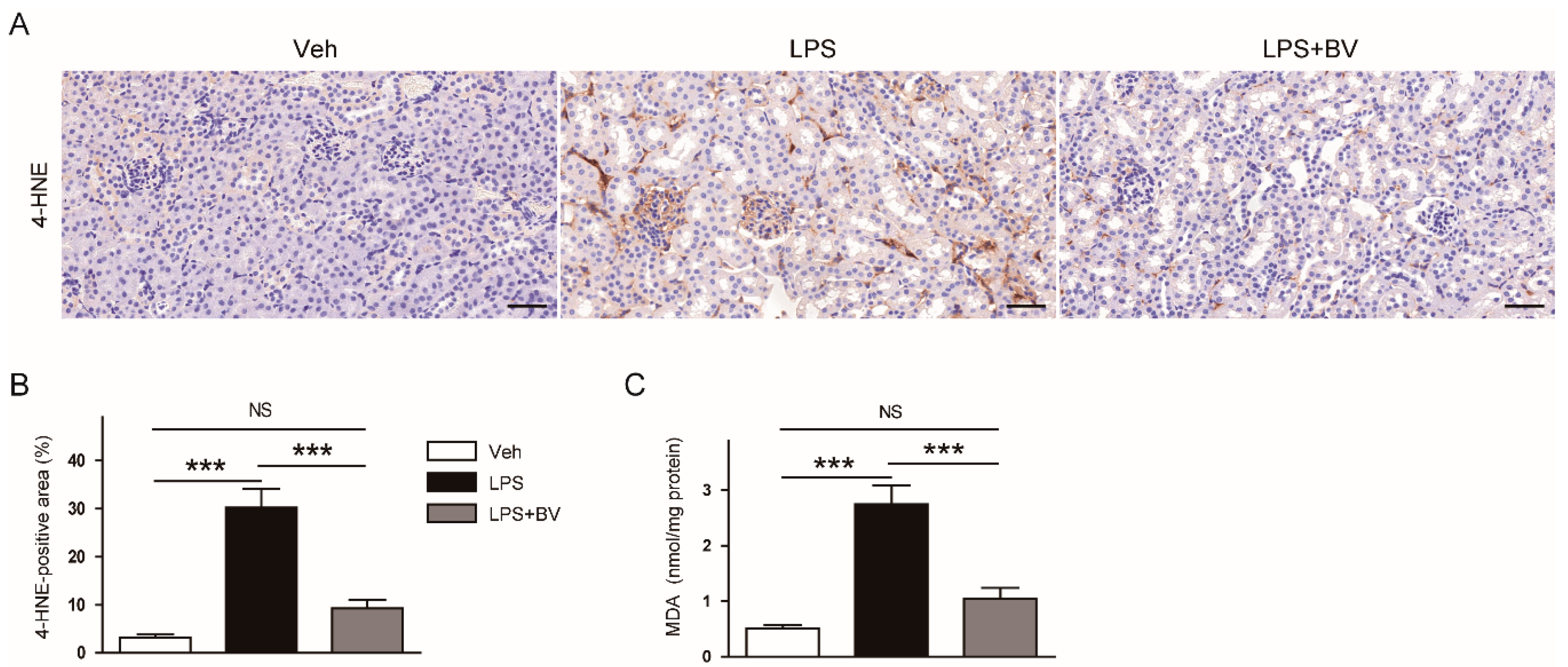Biology 09 00154 g006 Biology 09 00154 g006