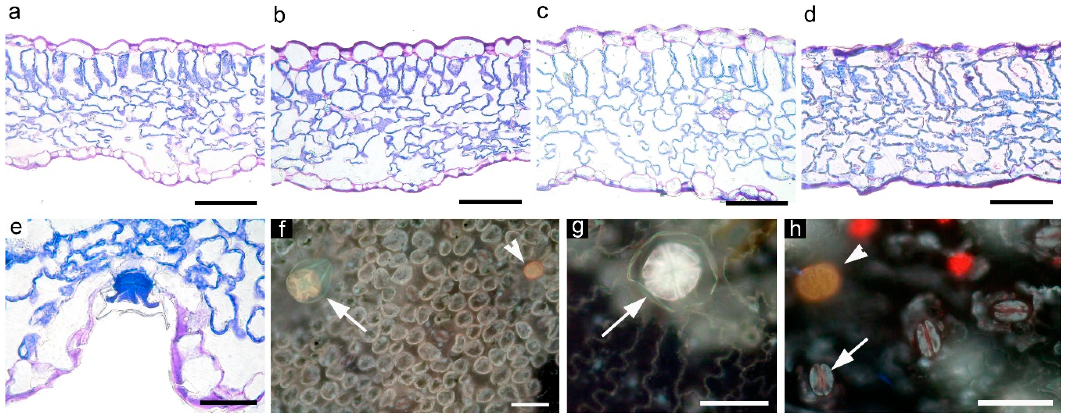 Biology 09 00158 g004