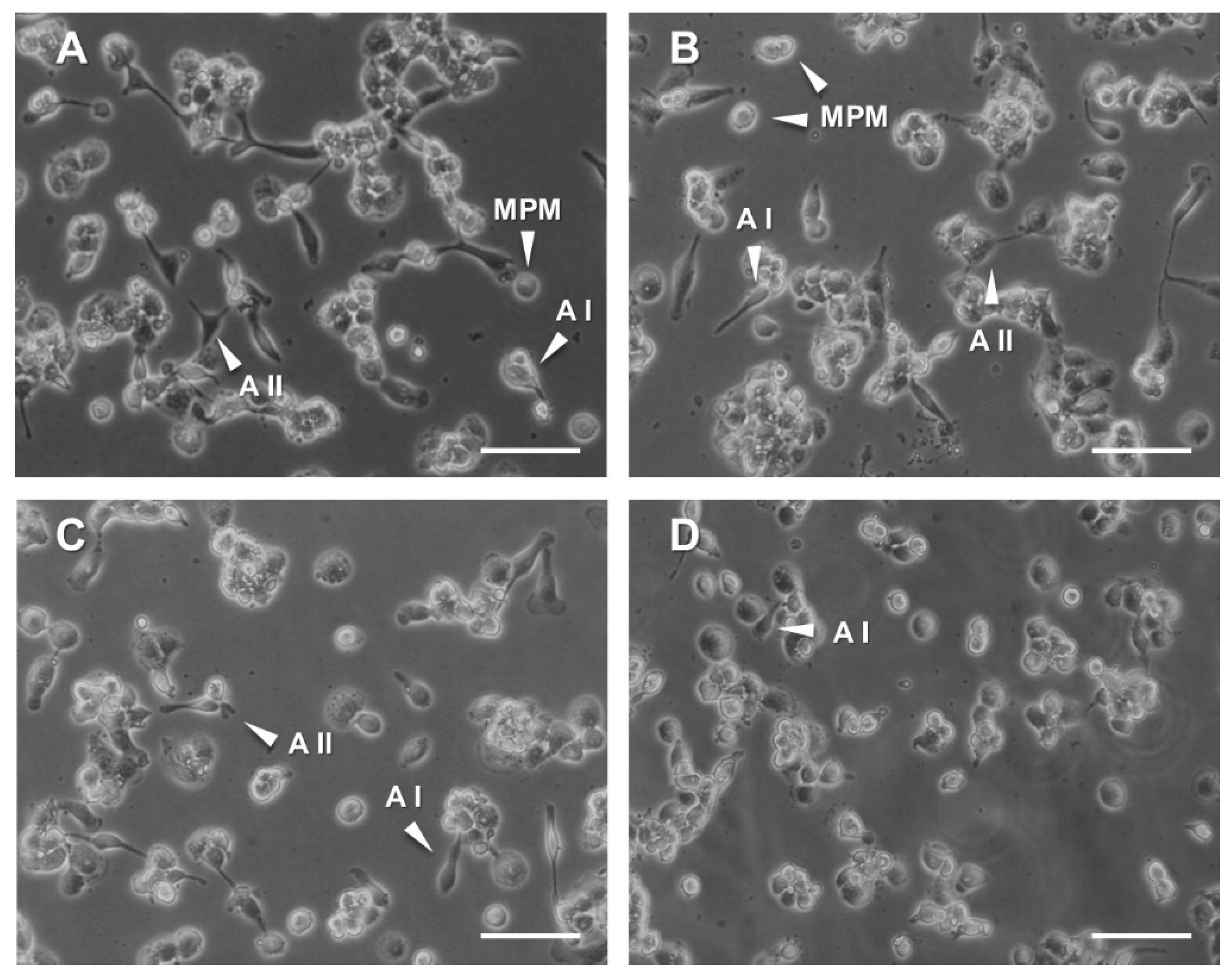 Biology 09 00159 g005