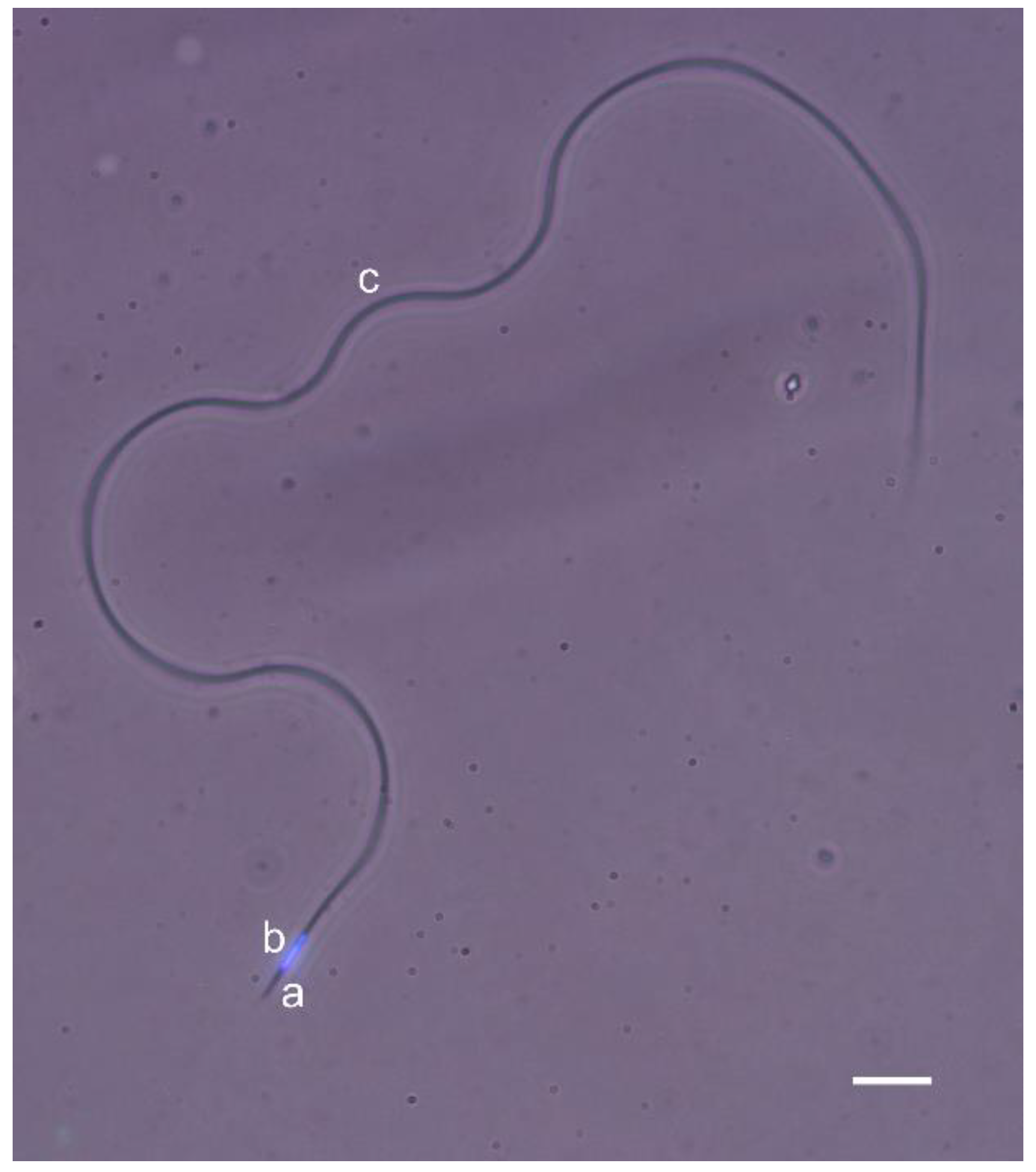 Biology 09 00174 g001 Biology 09 00174 g001