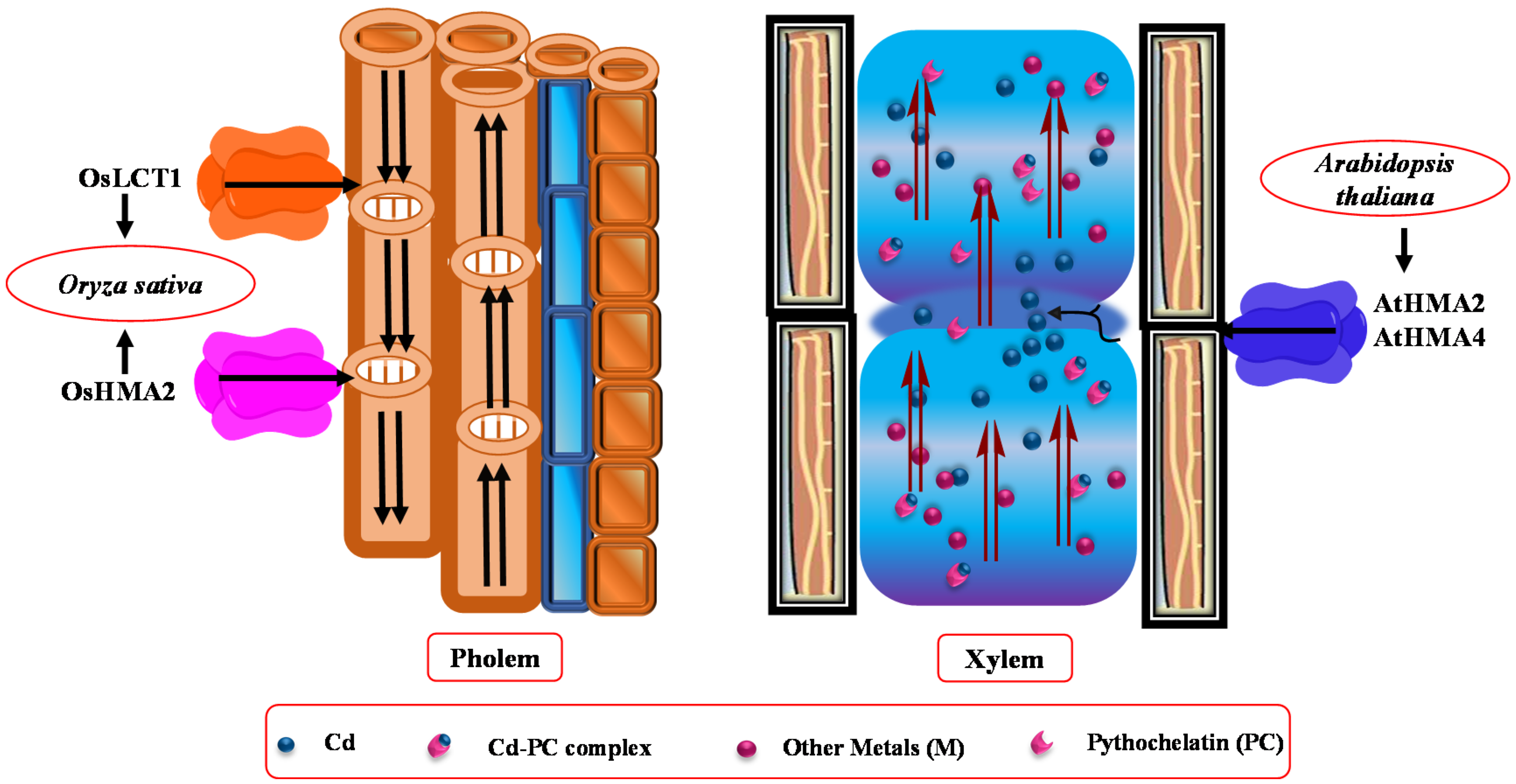 Biology Free Full Text Phytoremediation Of Cadmium Physiological Biochemical And Molecular Mechanisms Html