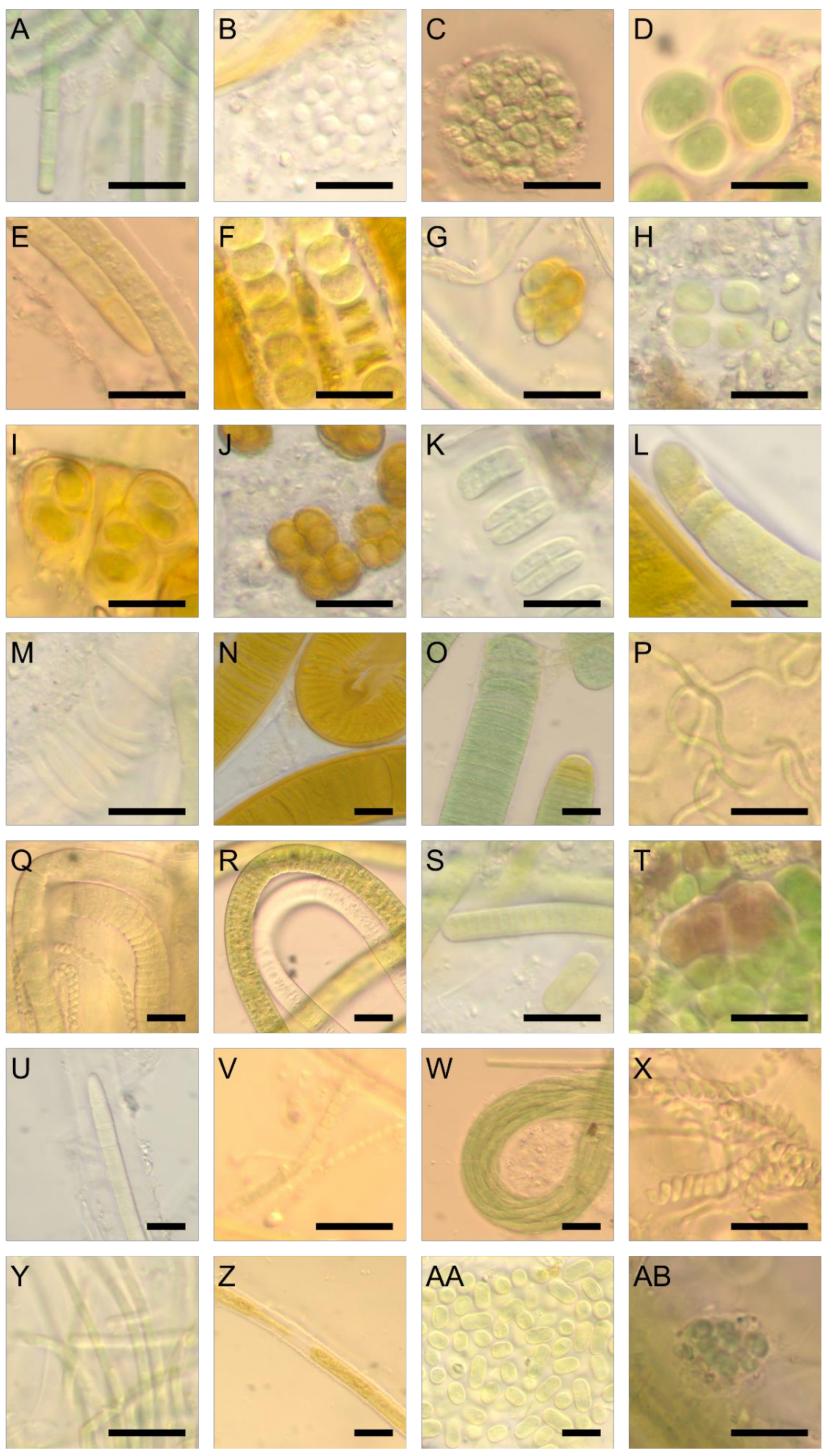 Biology 09 00183 g003