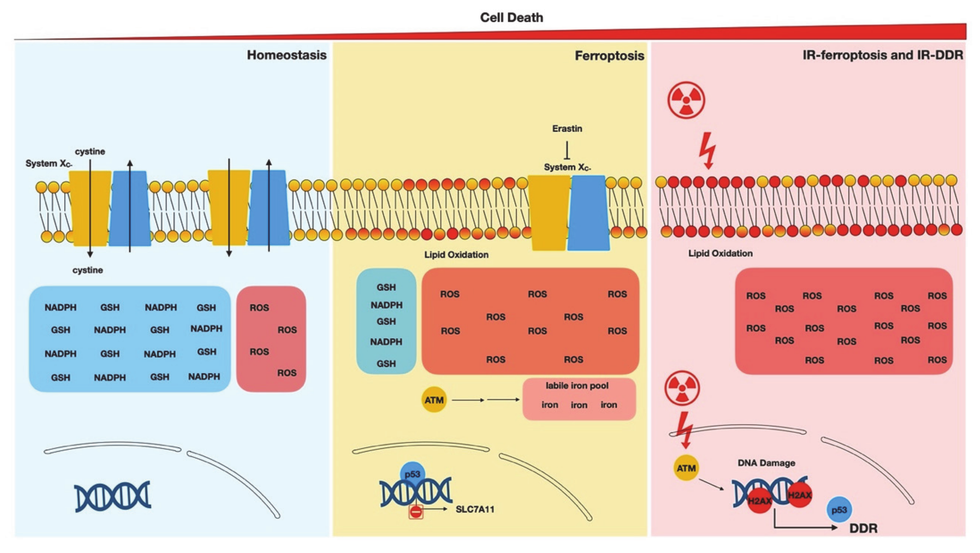 Biology 09 00187 g002