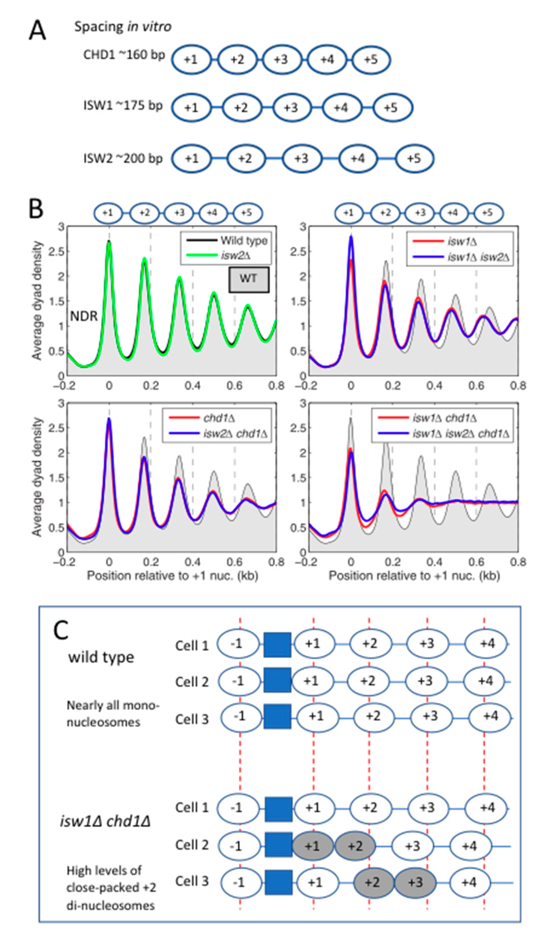 Biology 09 00190 g004