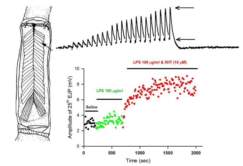 The negative effect of clubbing on the body biology essay 05 image