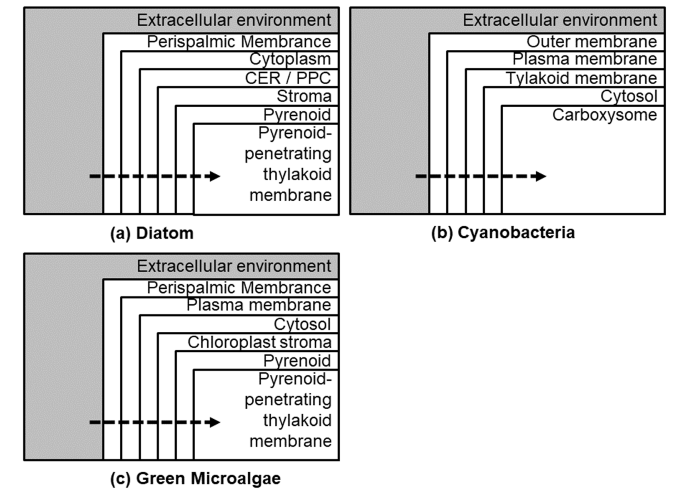 Biology 09 00217 g002 Biology 09 00217 g002