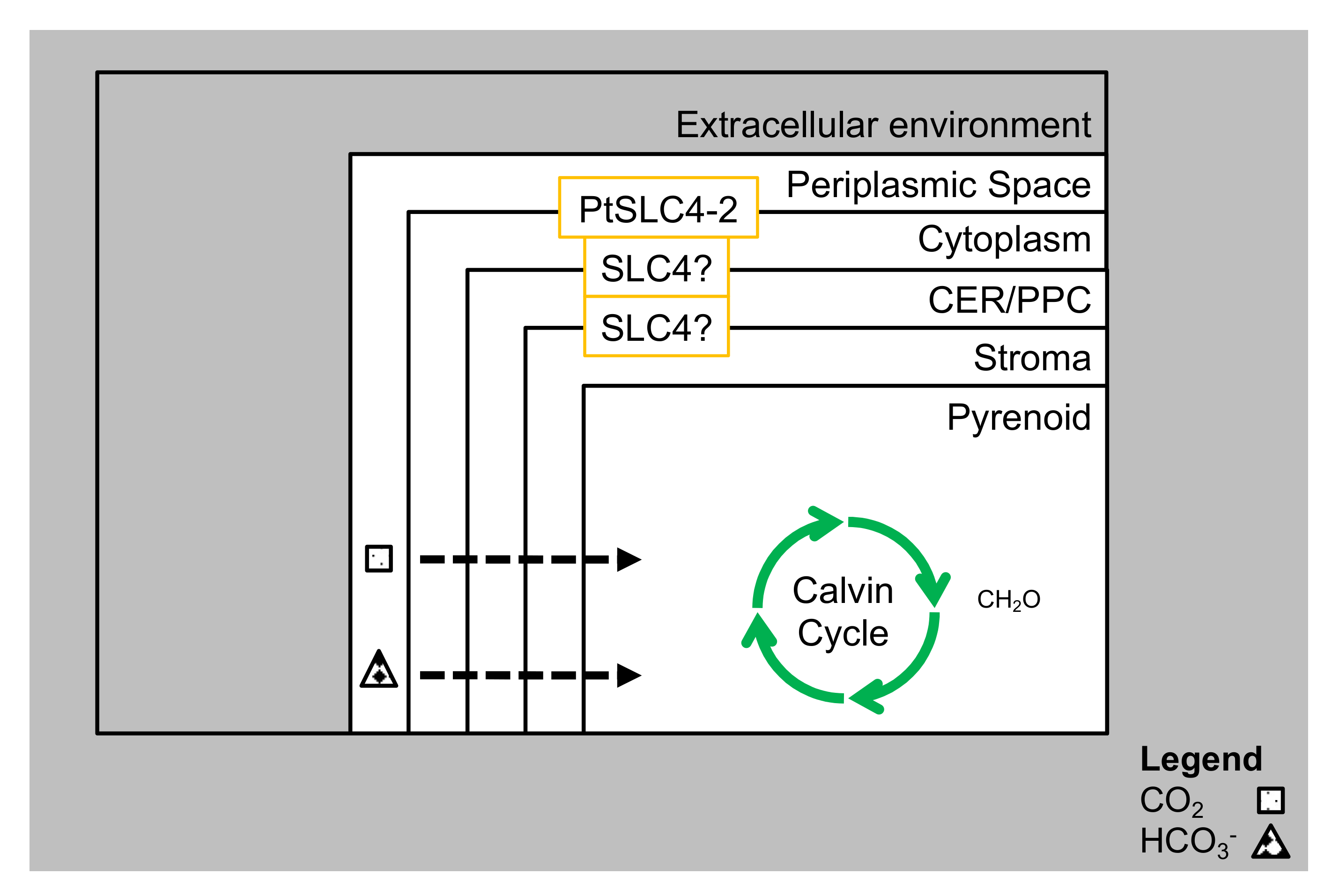 Biology 09 00217 g003 Biology 09 00217 g003