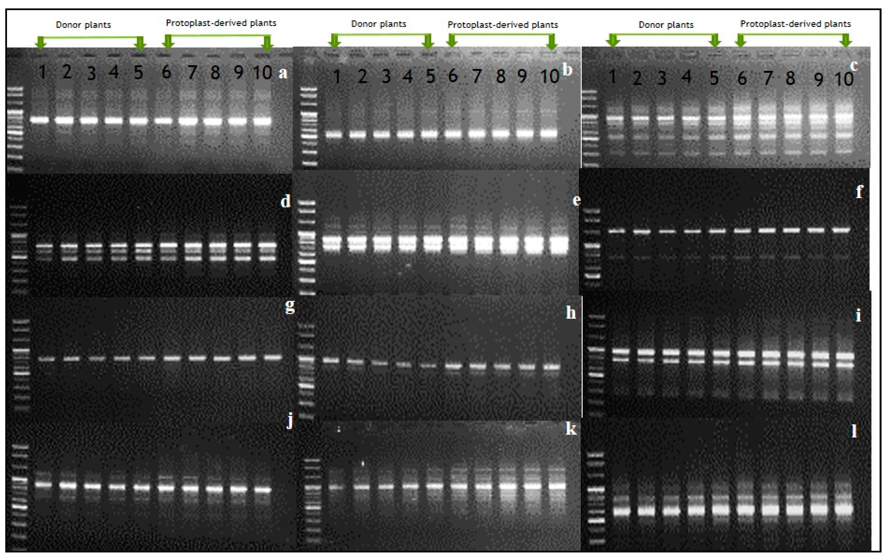 Biology 09 00228 g007 Biology 09 00228 g007