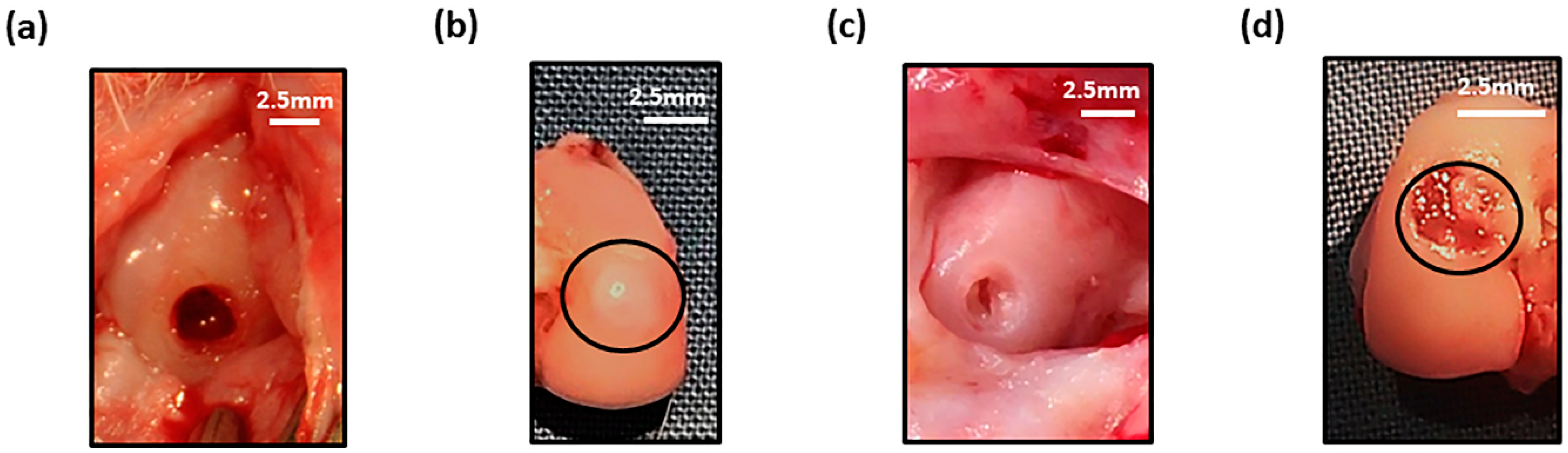 Biology 09 00230 g006 Biology 09 00230 g006